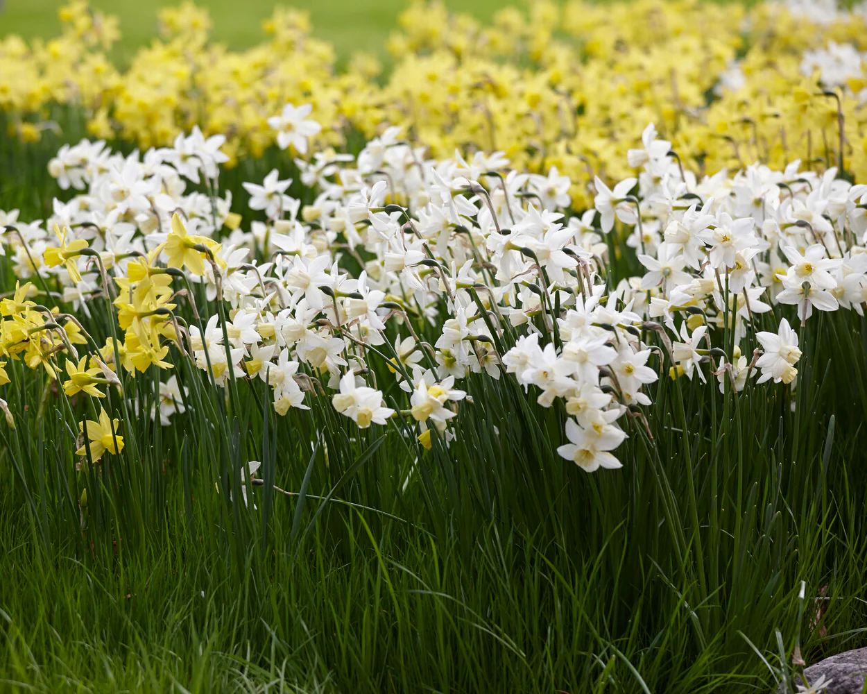 Narcissus 'Sailboat' - Image 3