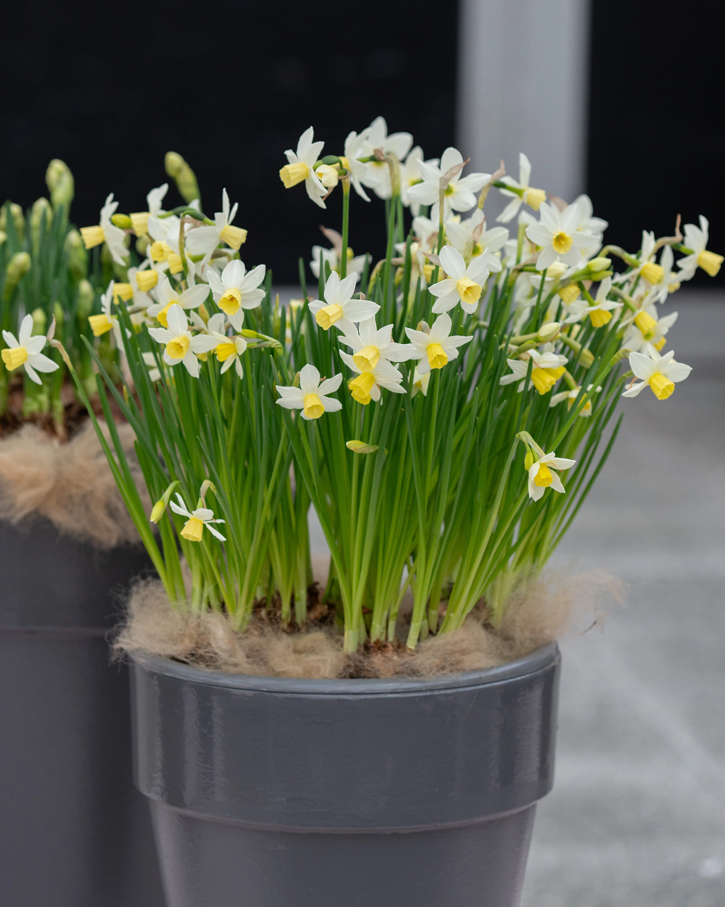 Narcissus 'Sailboat' - Image 6