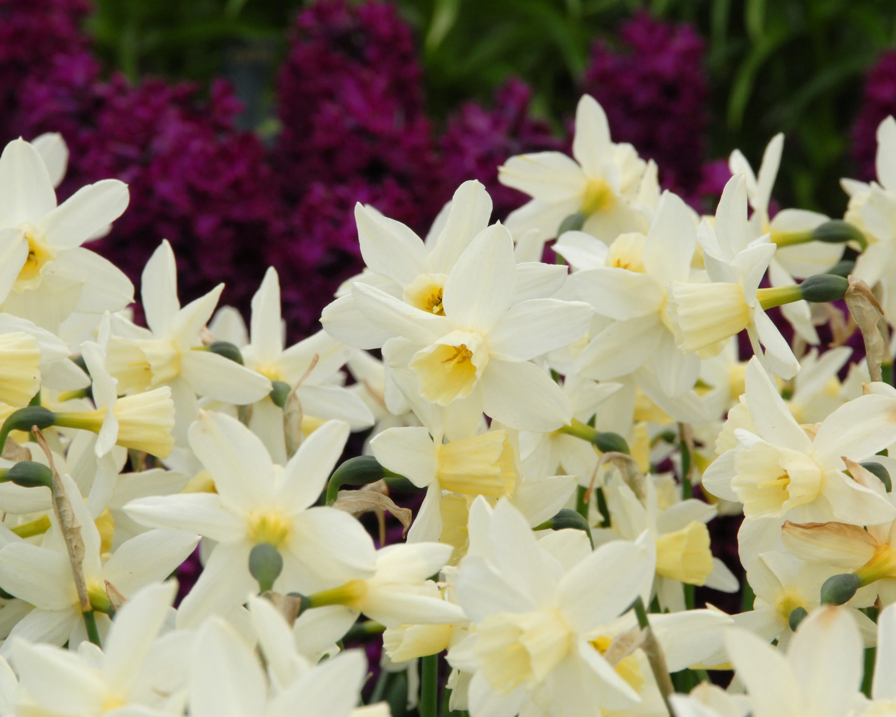 Narcissus 'Sailboat' - Image 8