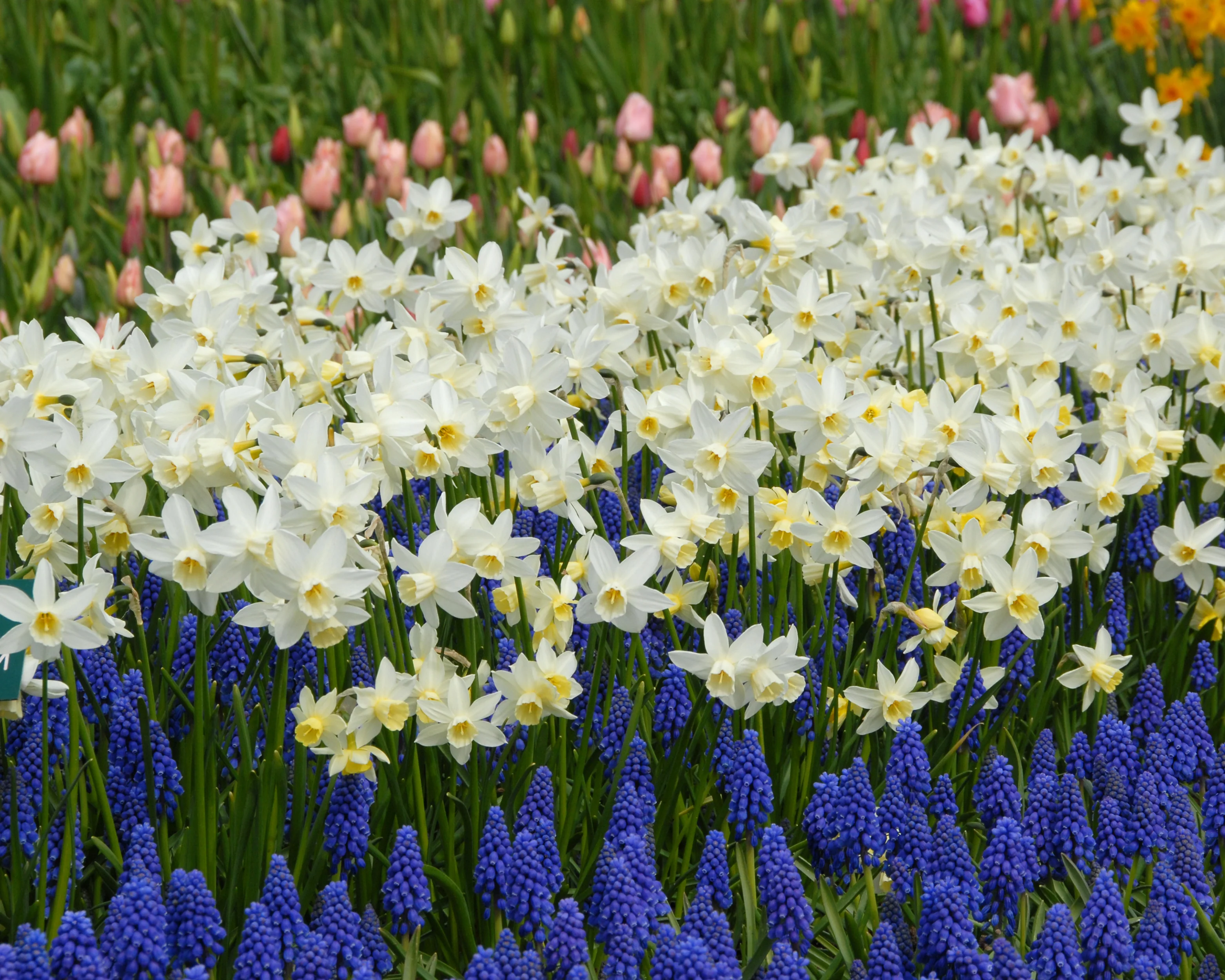 Narcissus 'Sailboat' - Image 9