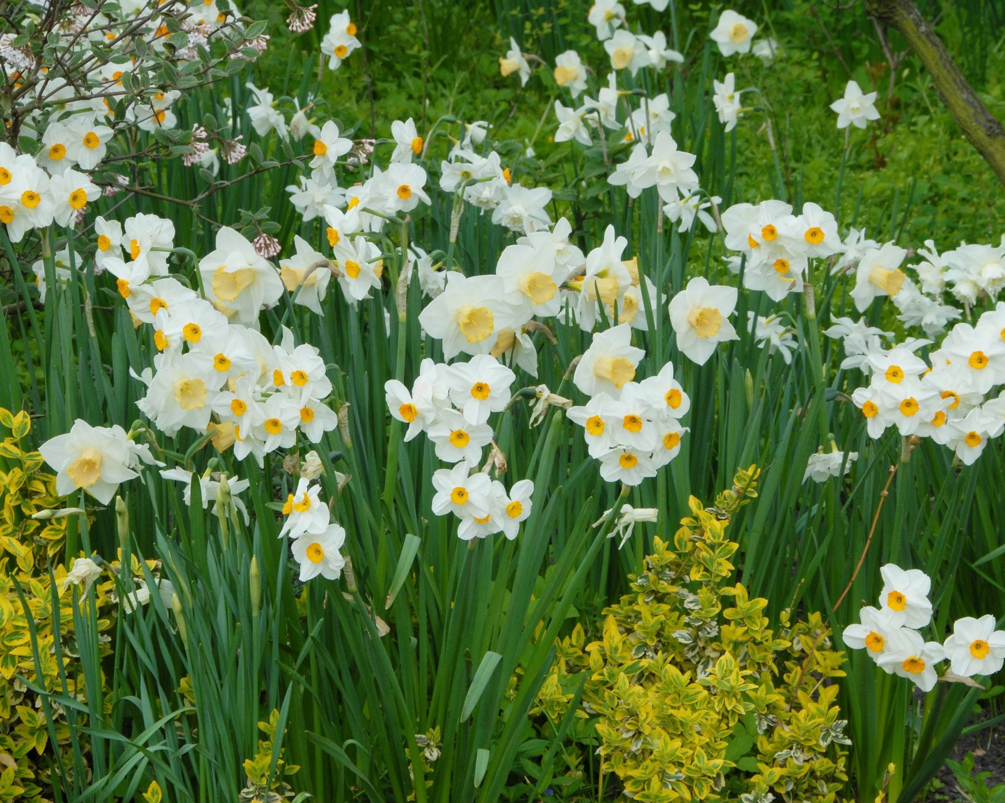 Narcissus 'Salome' - Image 2