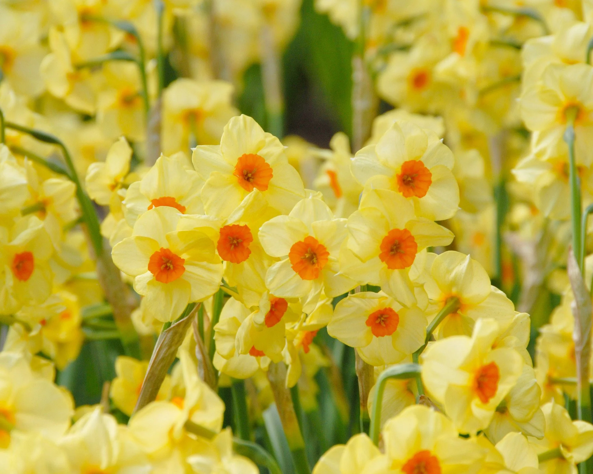 Narcissus 'Scarlet Gem' - Image 4