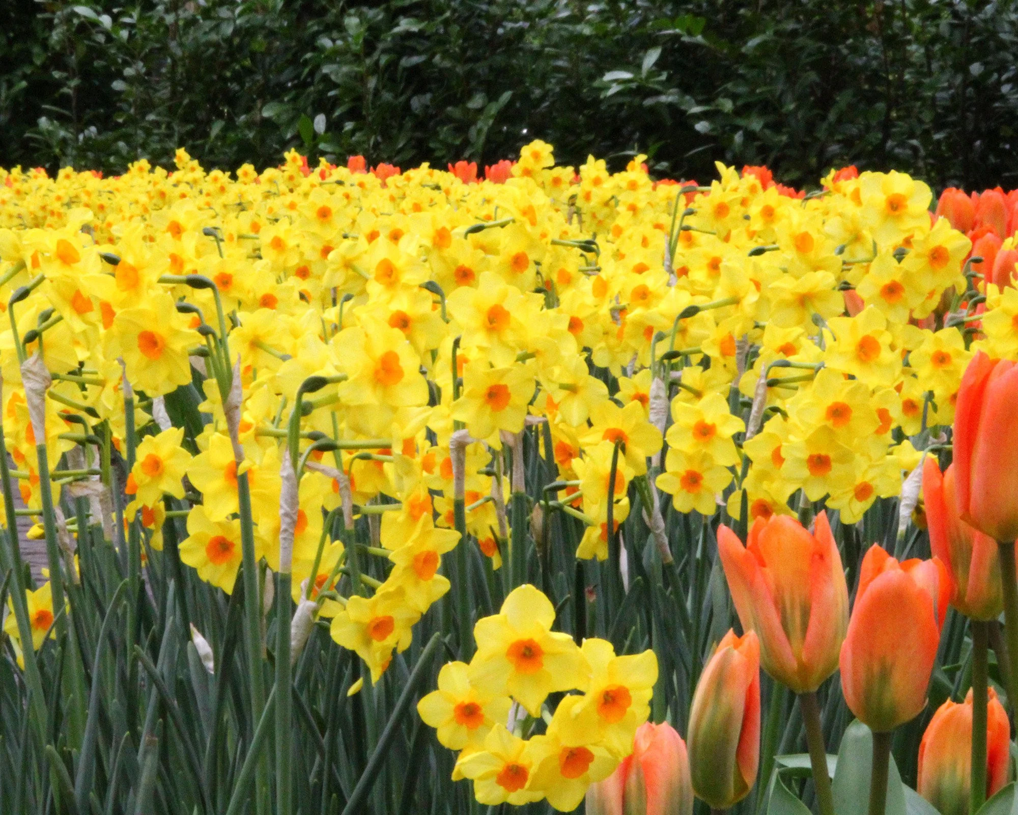 Narcissus 'Scarlet Gem' - Image 5