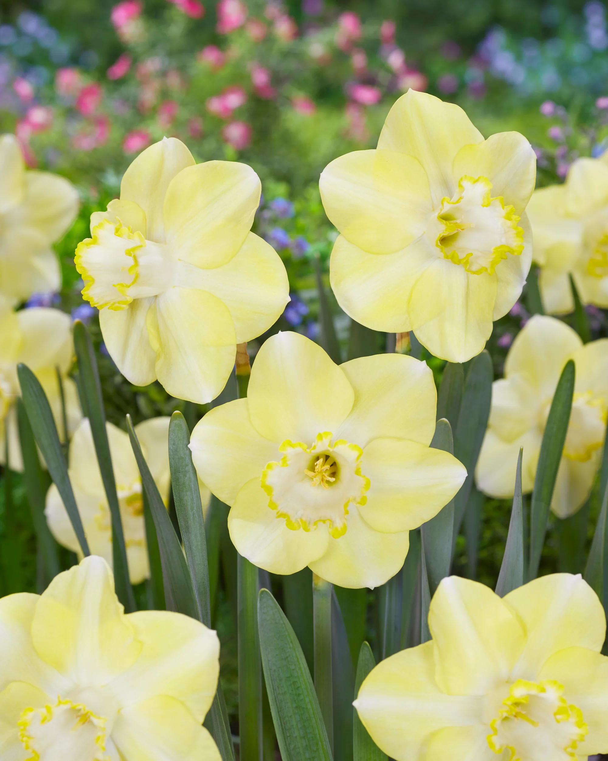 Narcissus 'Scrumpy' - Image 2