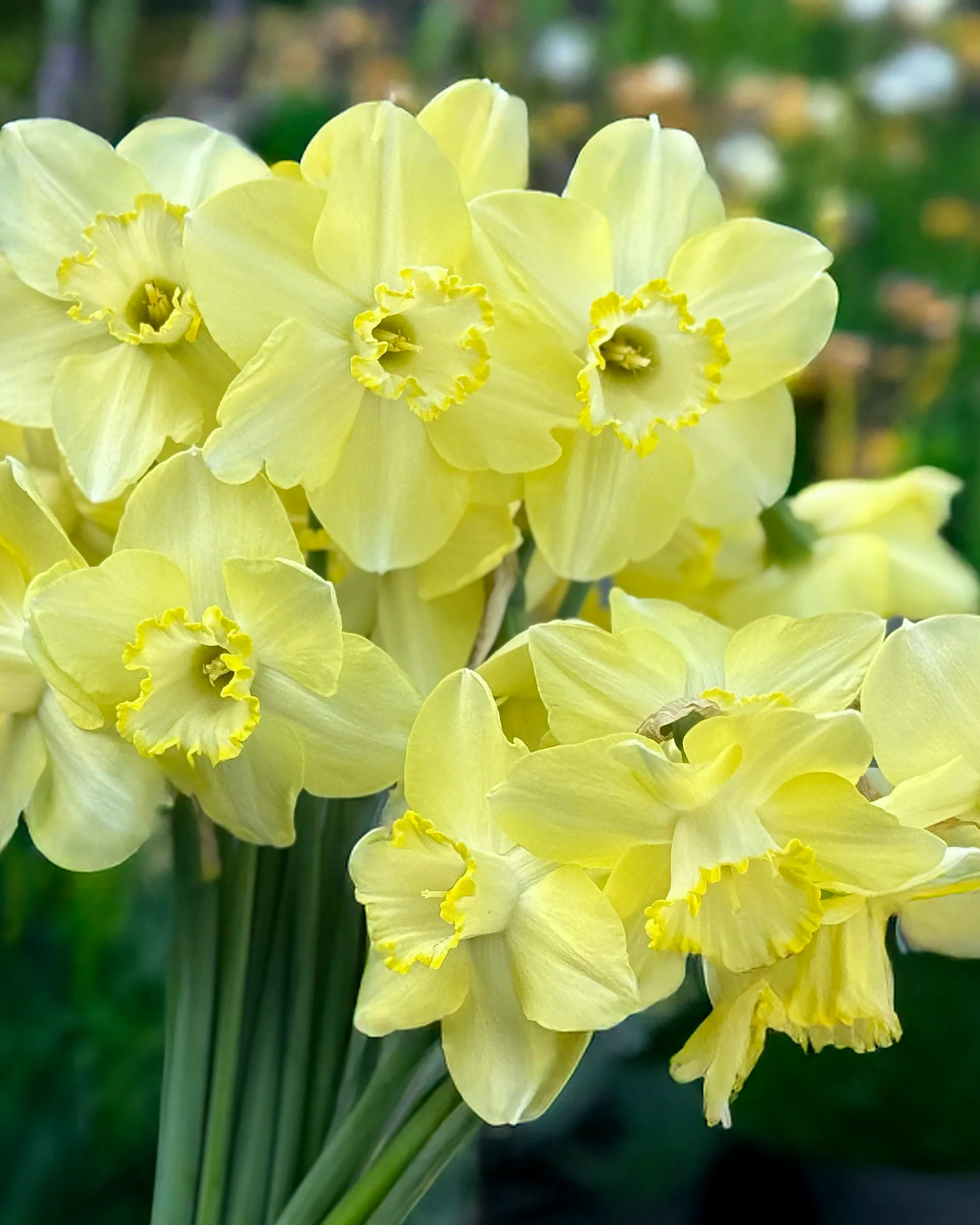 Narcissus 'Scrumpy' - Image 3