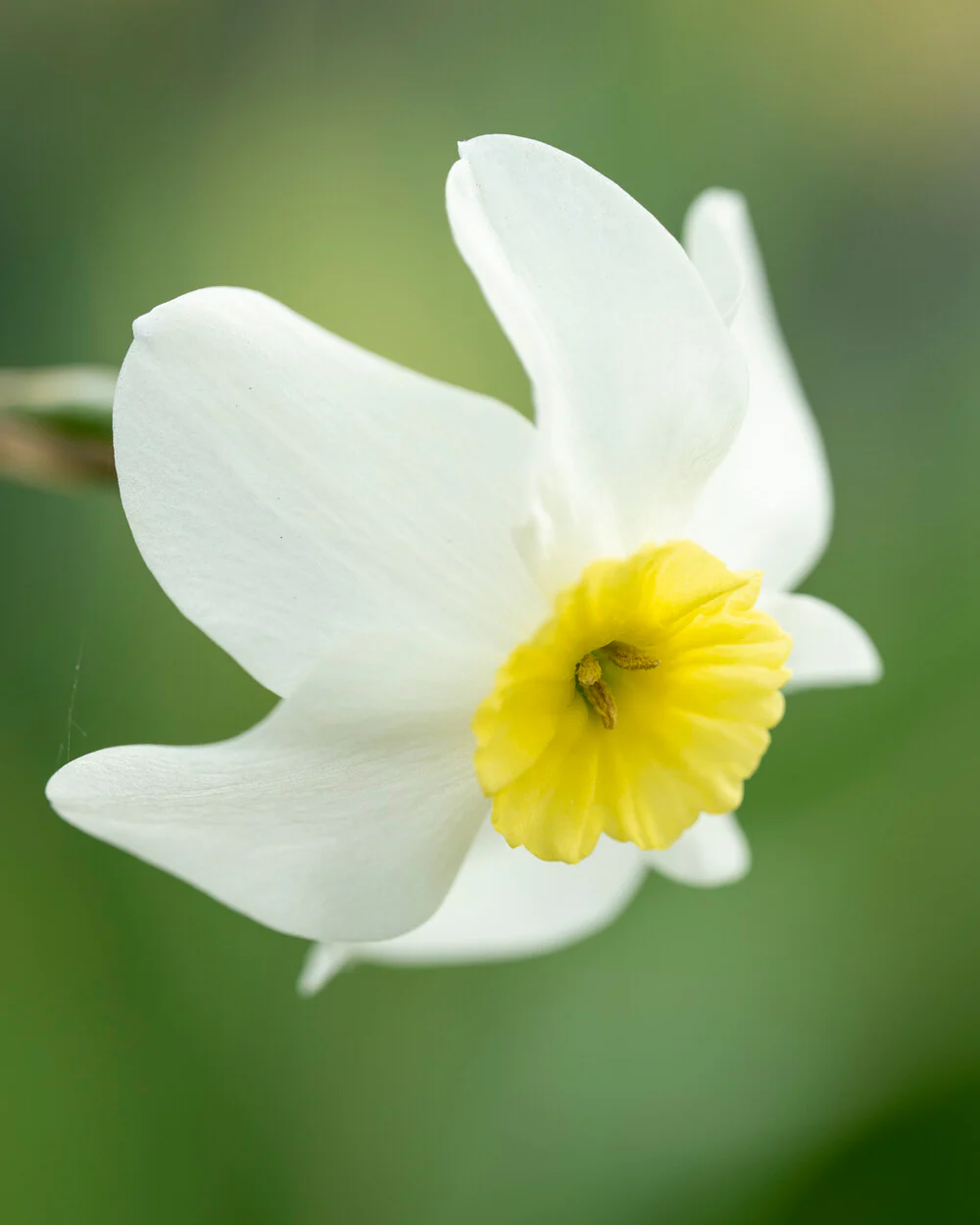 Narcissus 'Segovia' - Image 10