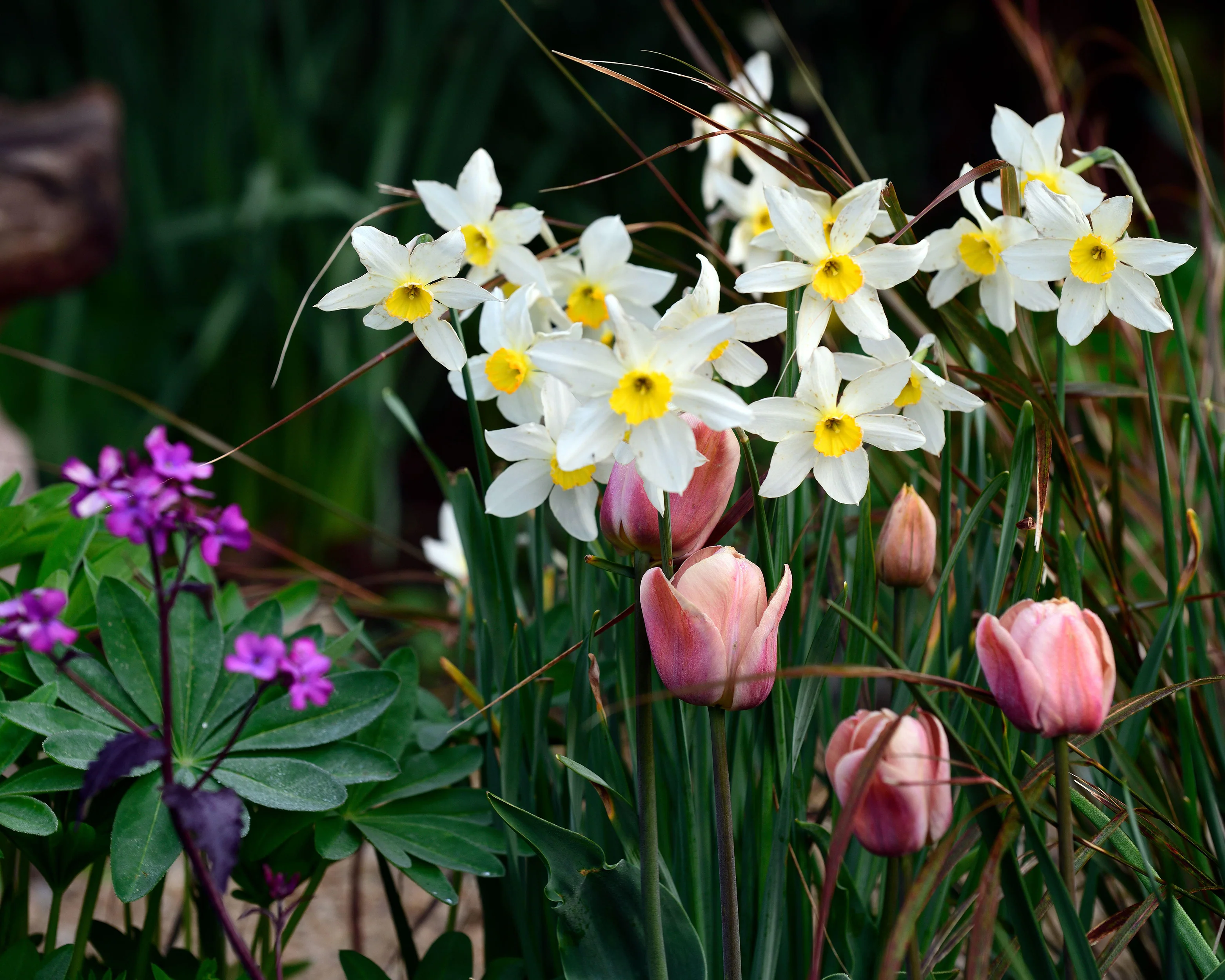 Narcissus 'Segovia' - Image 12