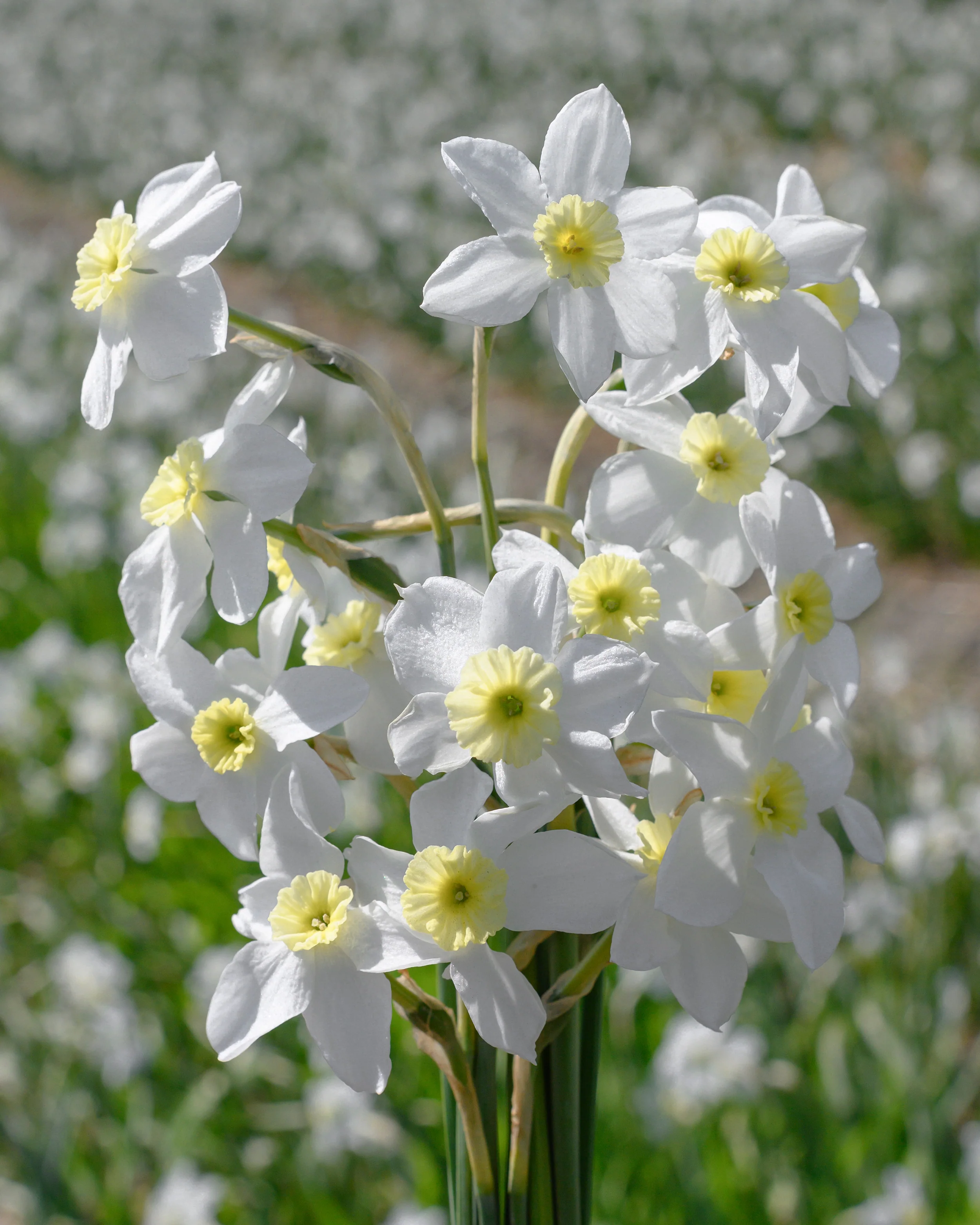 Narcissus 'Segovia' - Image 15