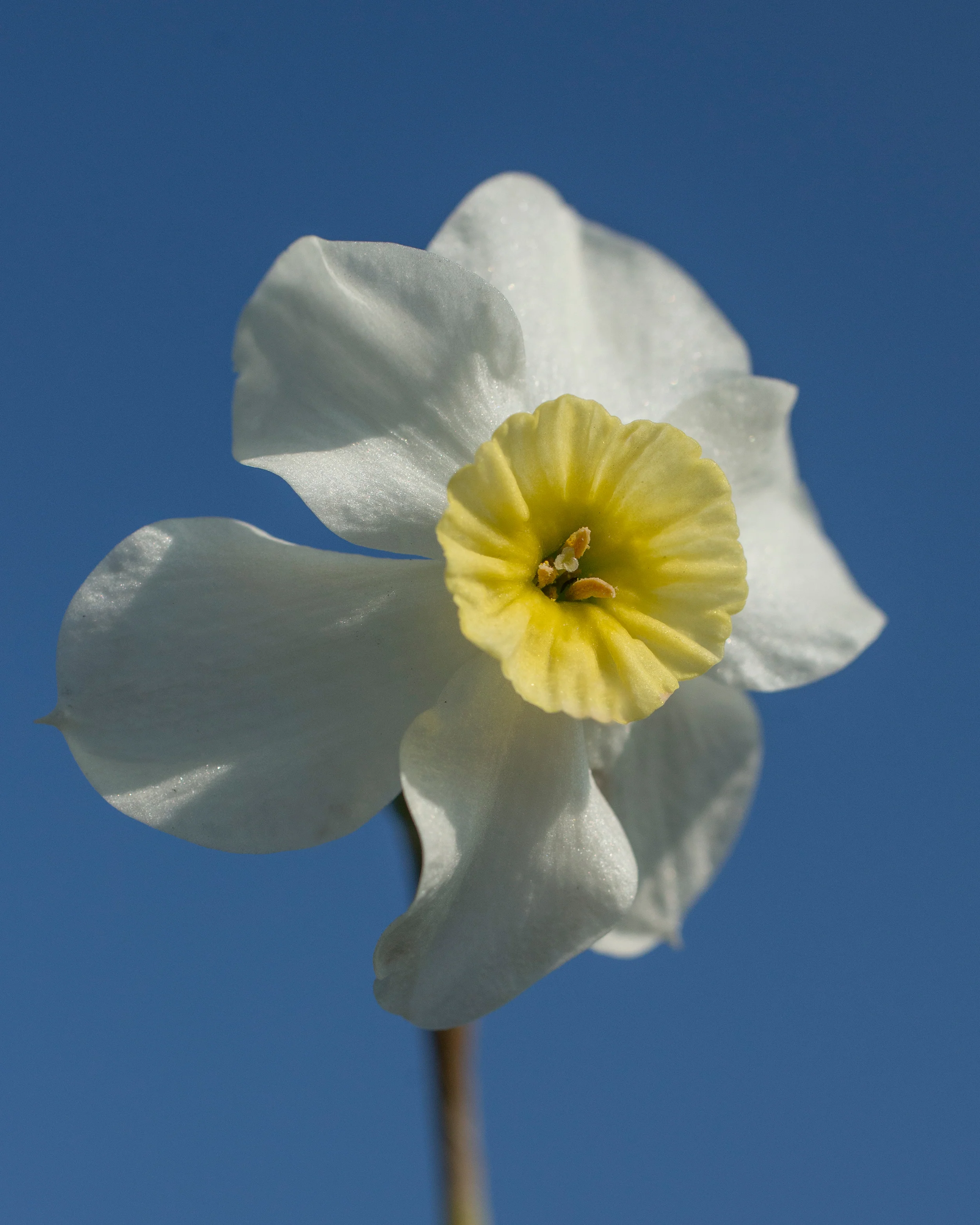 Narcissus 'Segovia' - Image 16