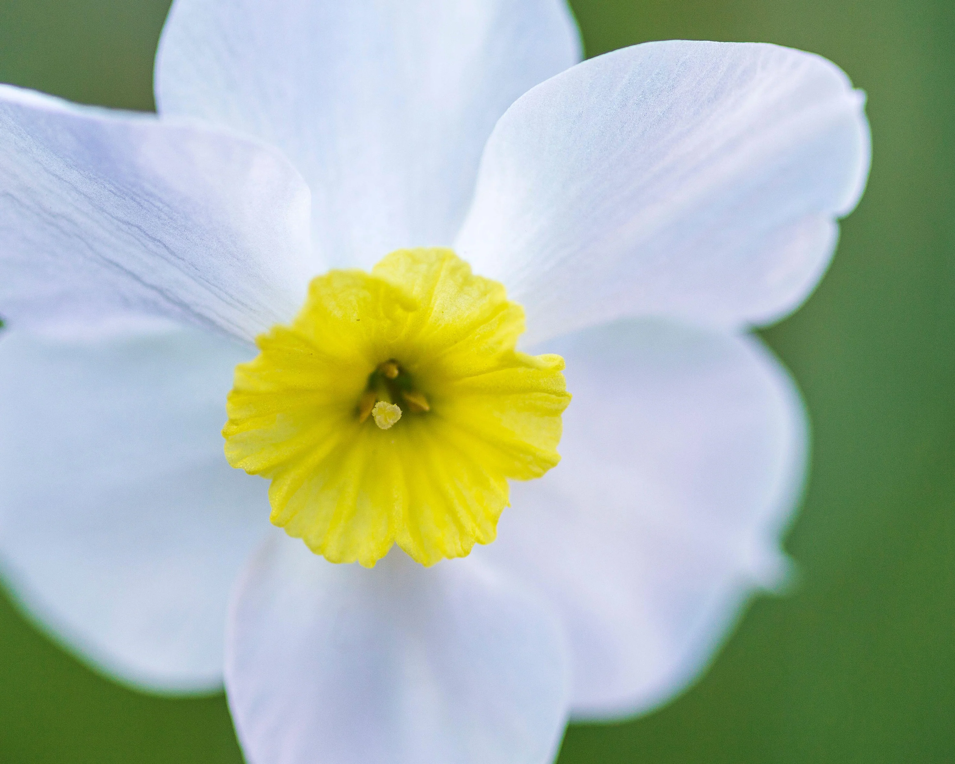 Narcissus 'Segovia' - Image 3