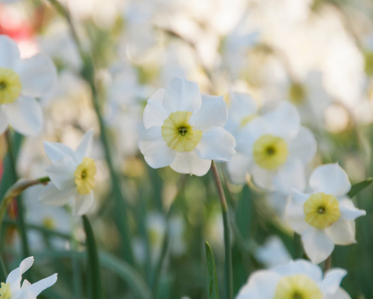 Narcissus 'Segovia' - Image 5