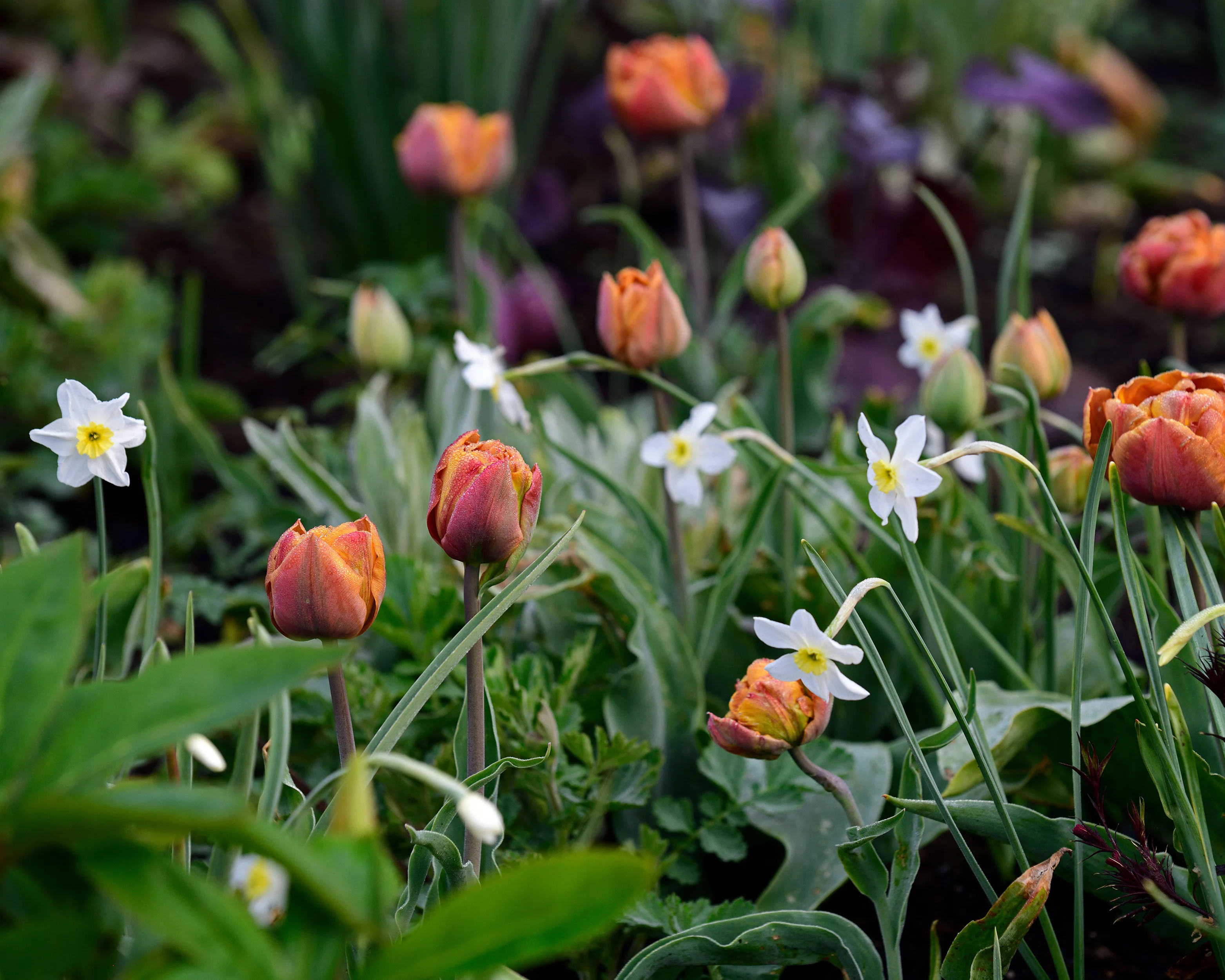Narcissus 'Segovia' - Image 7