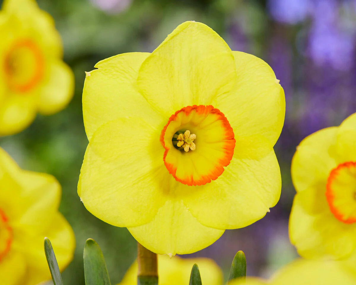 Narcissus 'Shangani' - Image 2