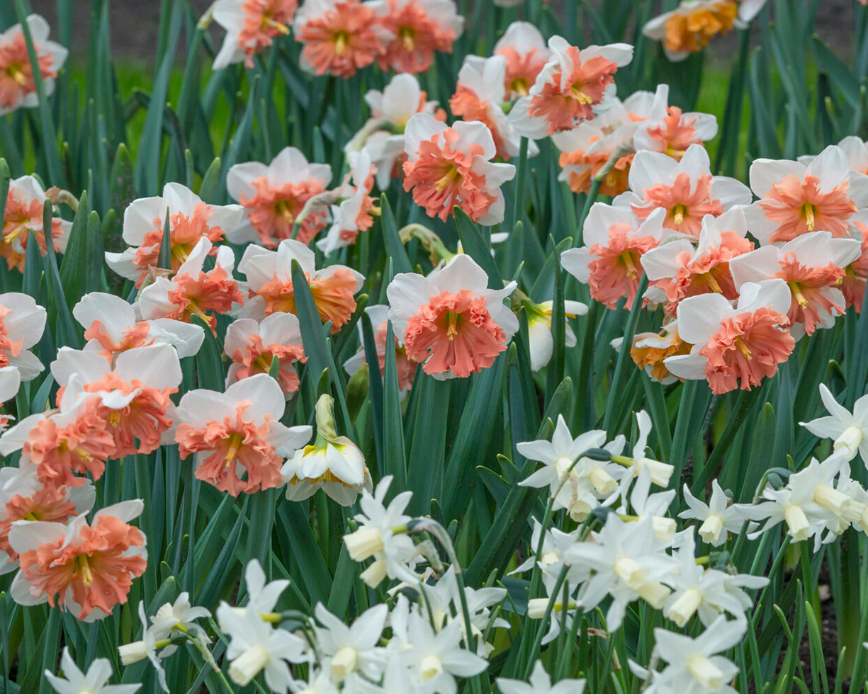 Narcissus 'Shrike' - Image 2