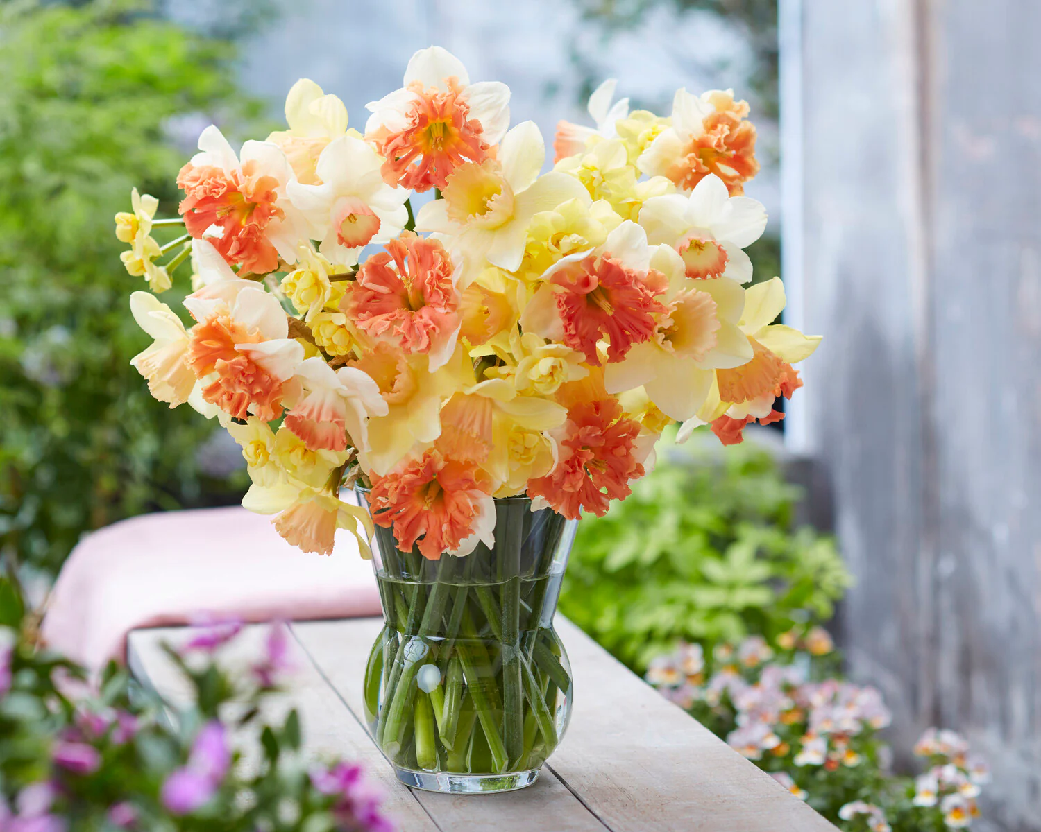 Narcissus 'Shrike' - Image 3