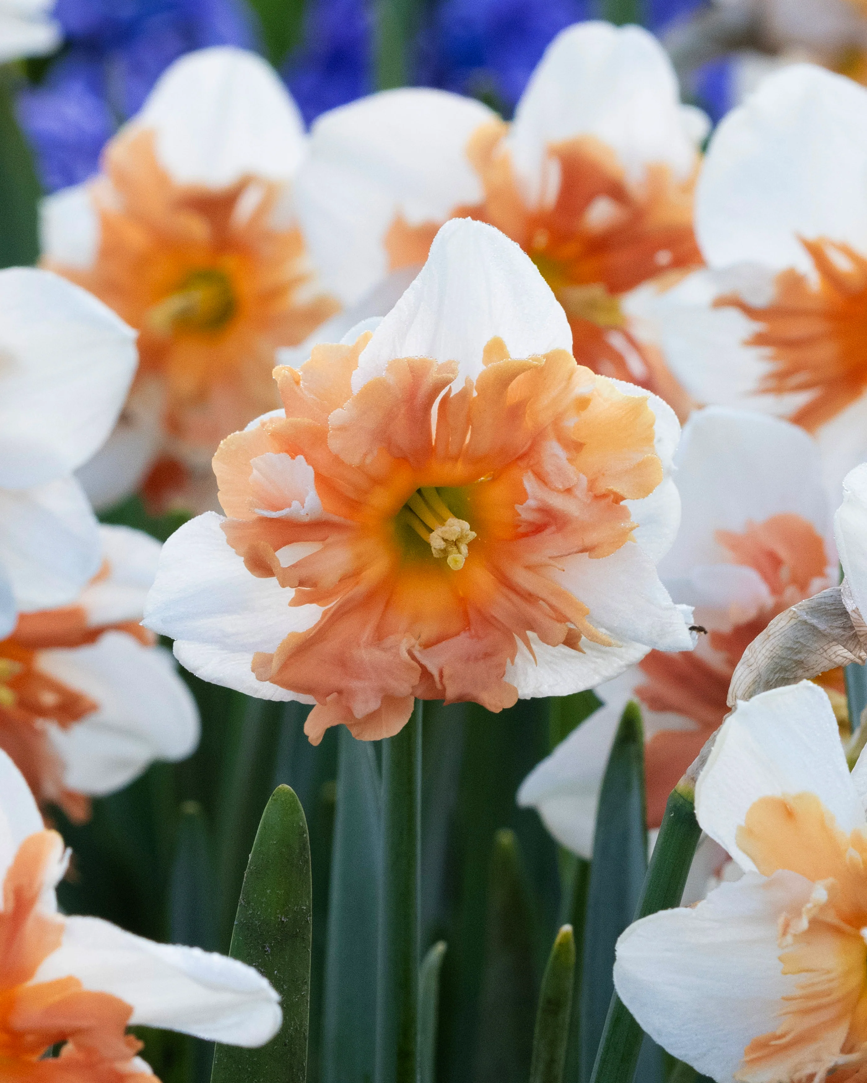 Narcissus 'Shrike' - Image 6
