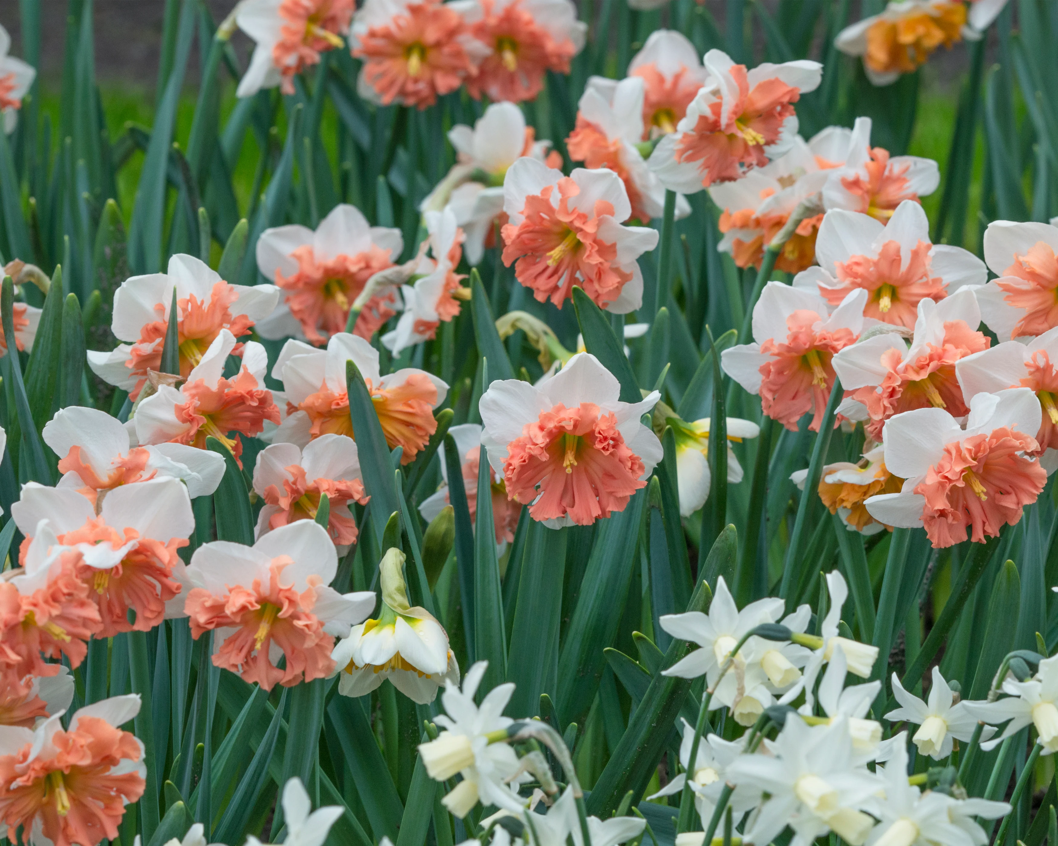 Narcissus 'Shrike' - Image 9
