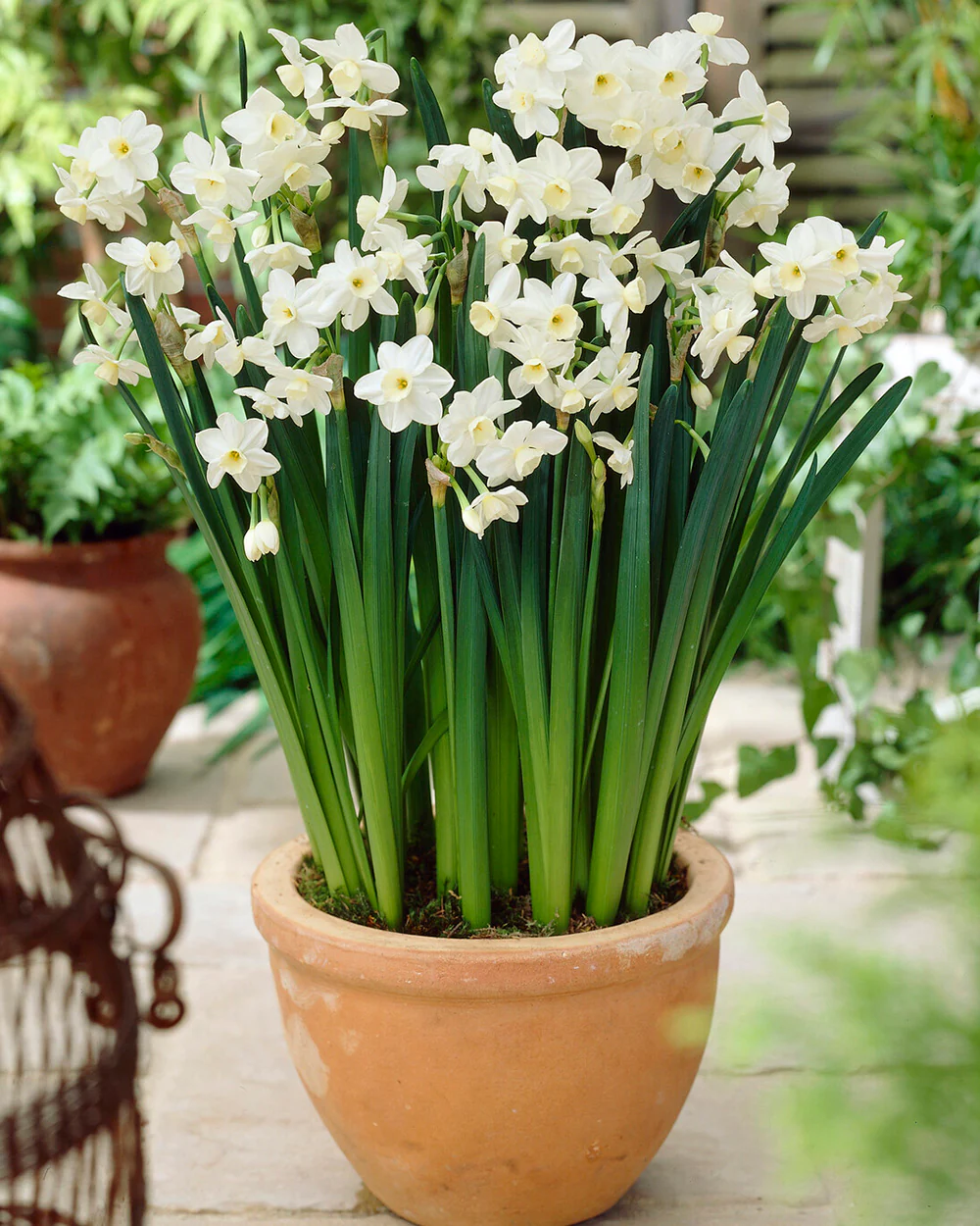Narcissus 'Silver Chimes' - Image 11