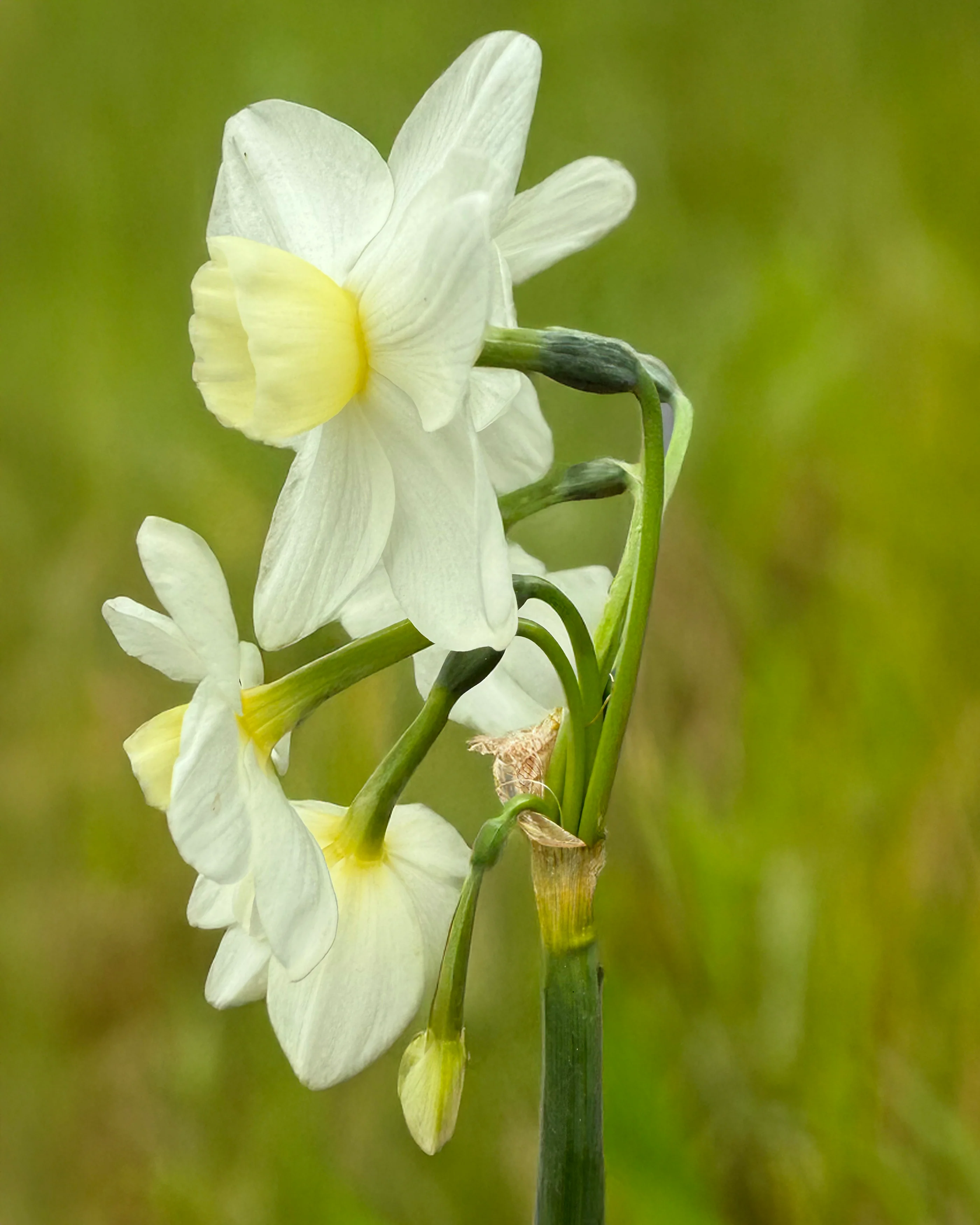 Narcissus 'Silver Chimes' - Image 5