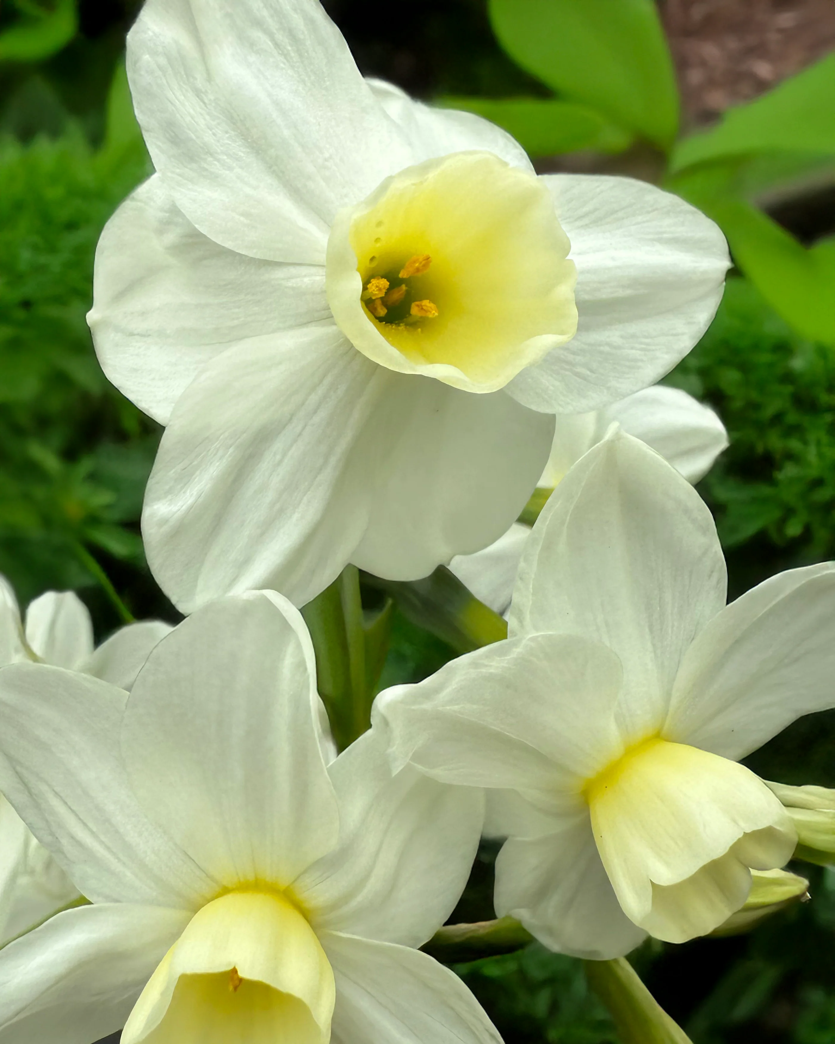 Narcissus 'Silver Chimes' - Image 7