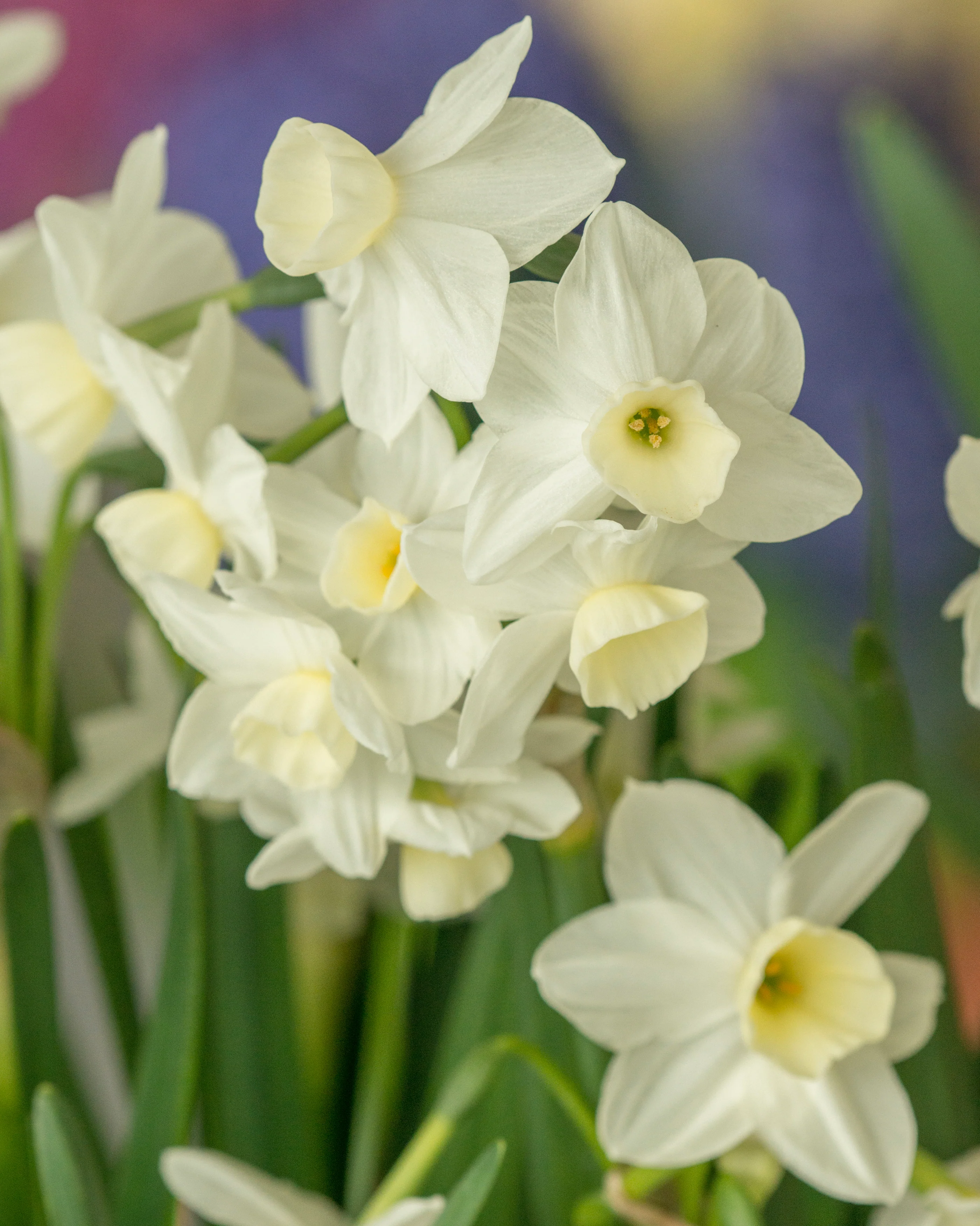 Narcissus 'Silver Chimes' - Image 9
