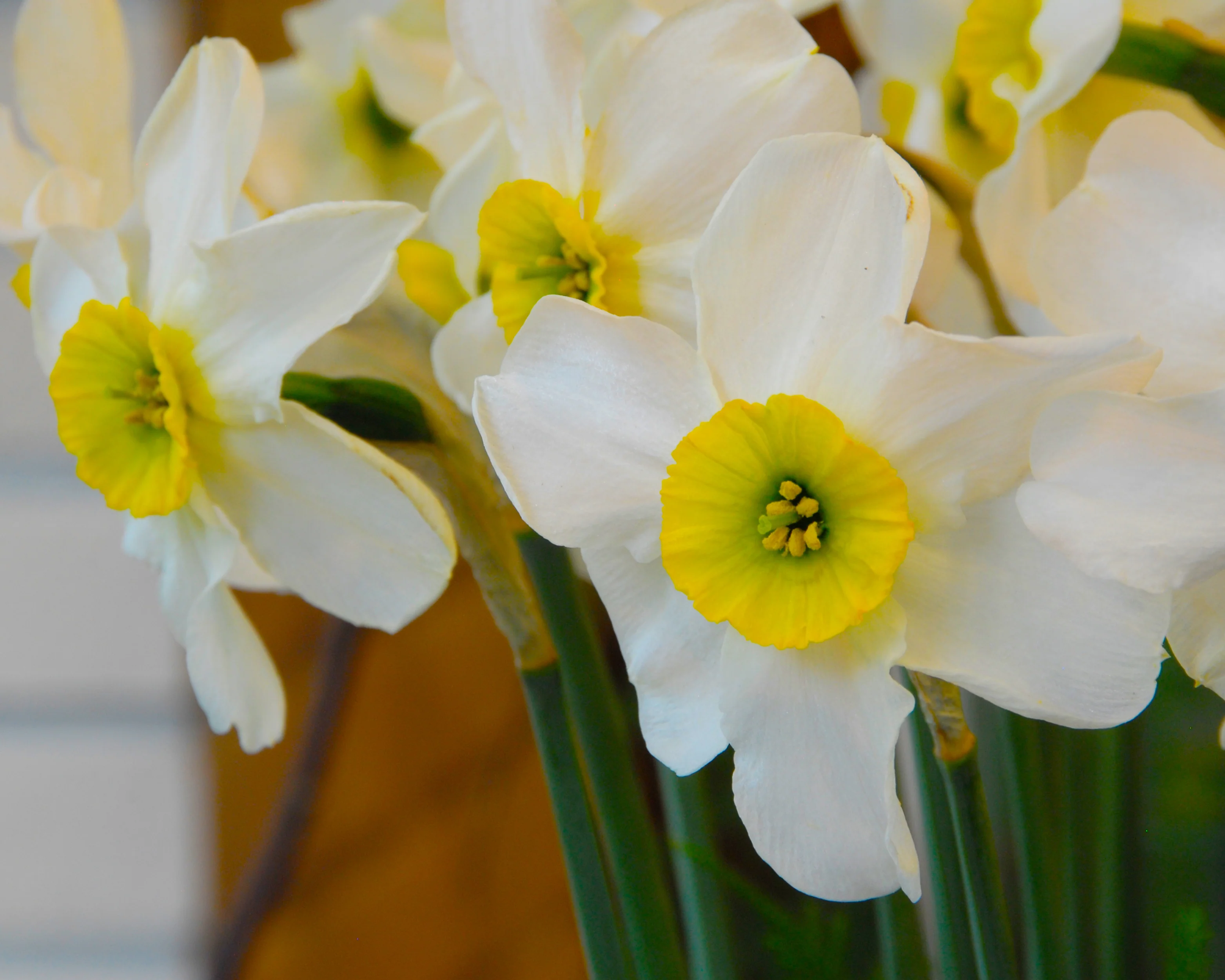 Narcissus 'Sinopel' - Image 3