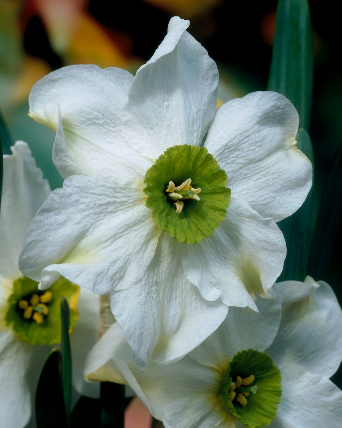 Narcissus 'Sinopel' - Image 6