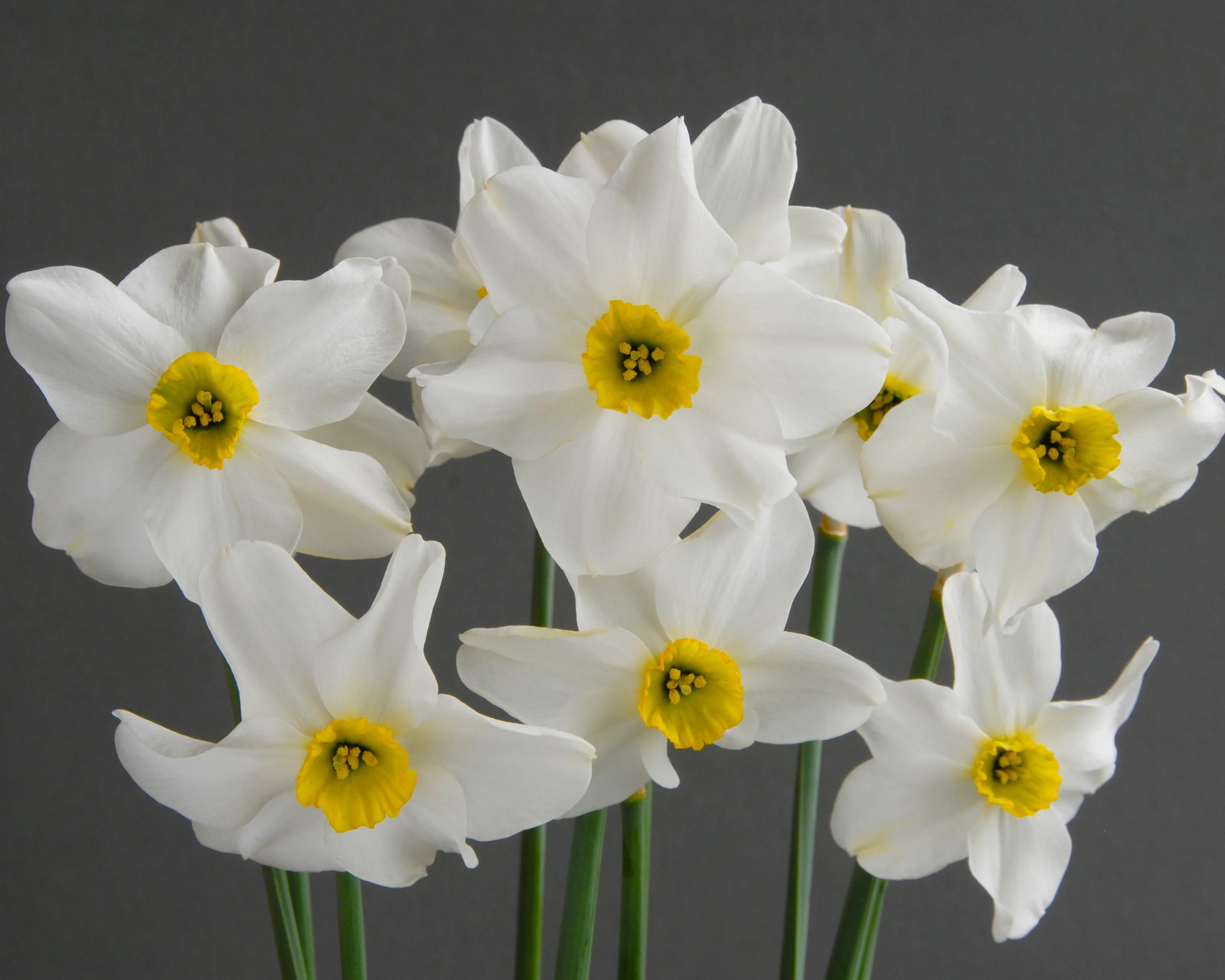 Narcissus 'Sinopel' - Image 8