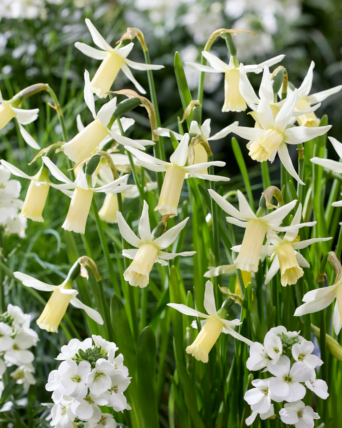 Narcissus 'Snipe' - Image 2