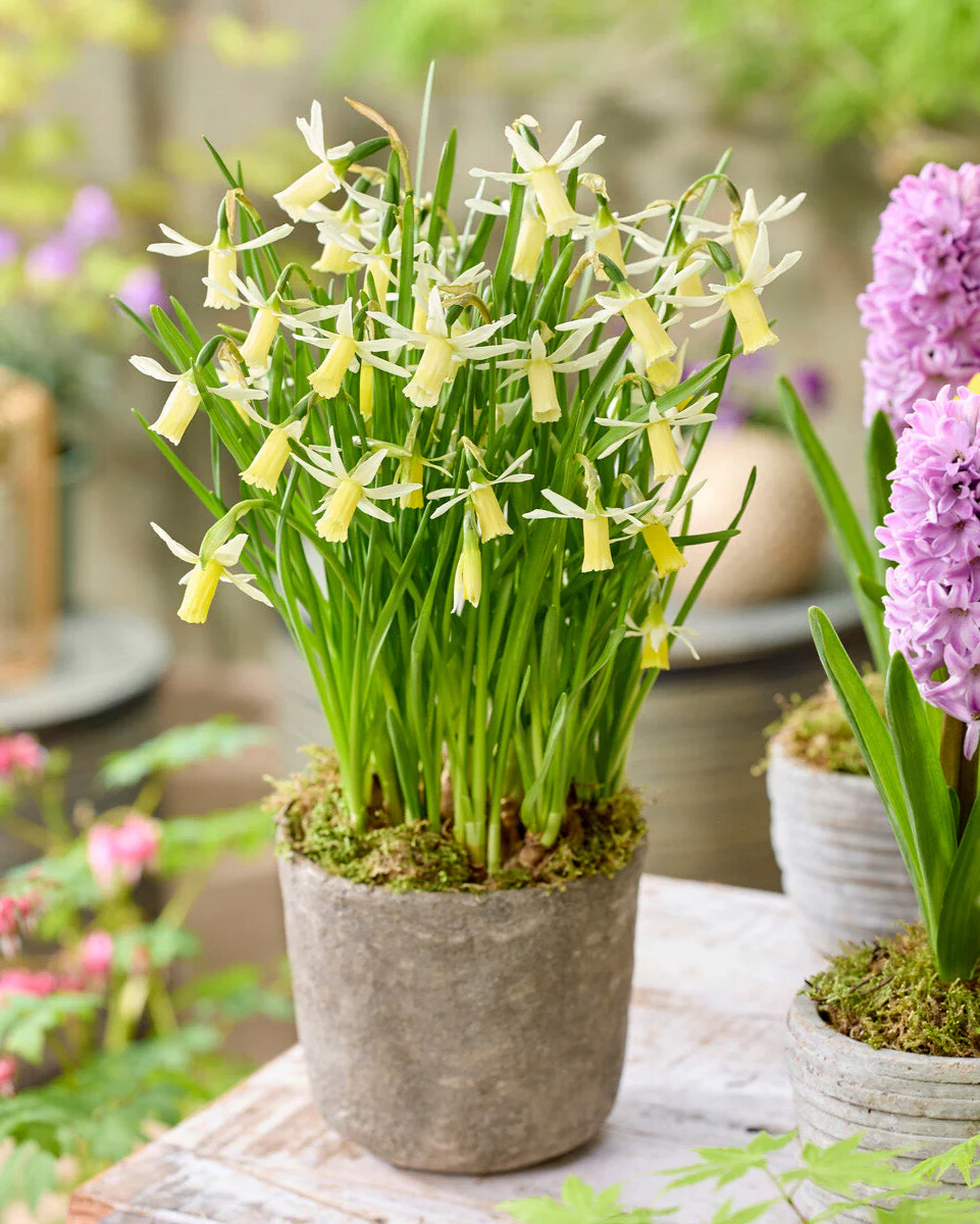 Narcissus 'Snipe' - Image 3