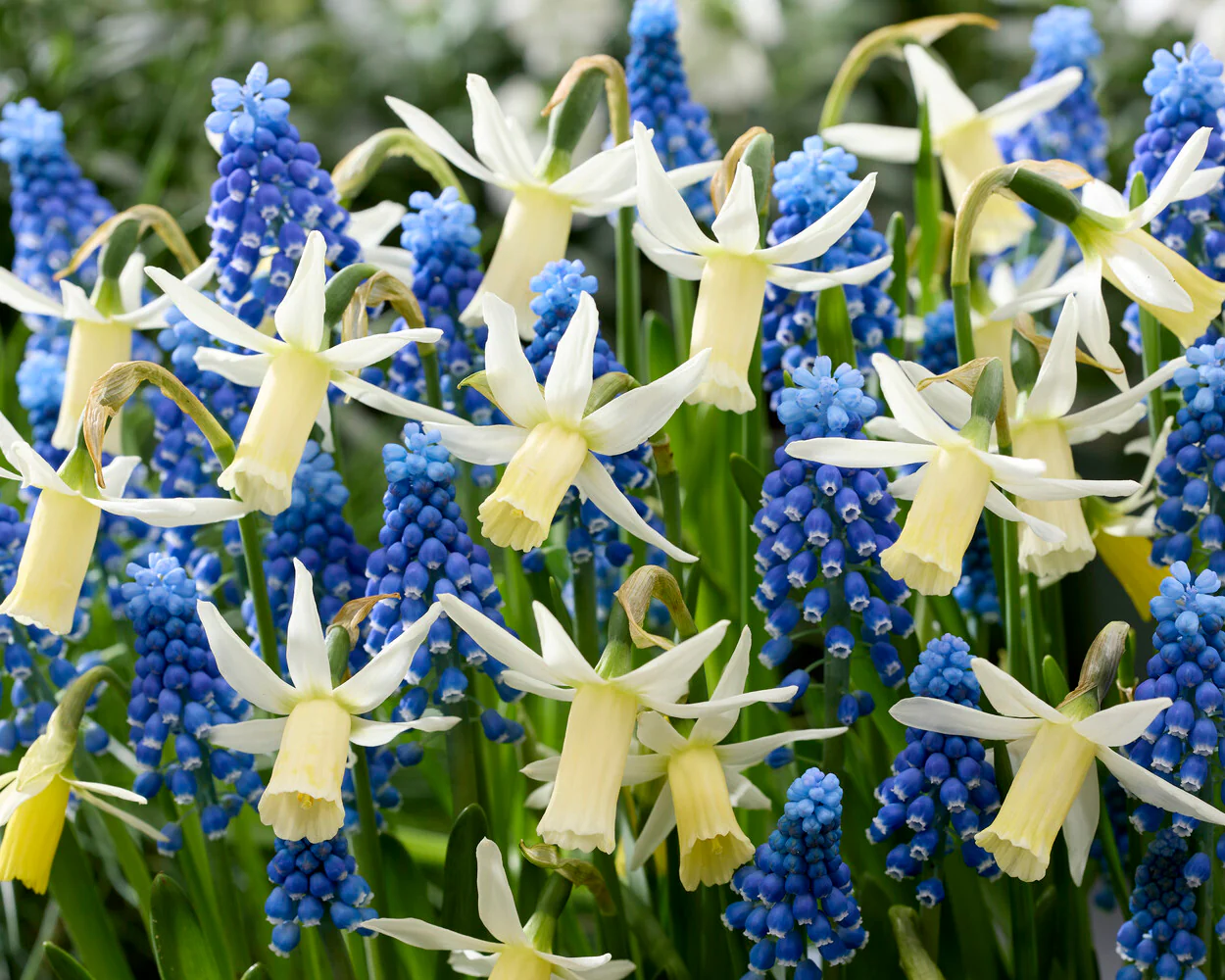 Narcissus 'Snipe' - Image 5
