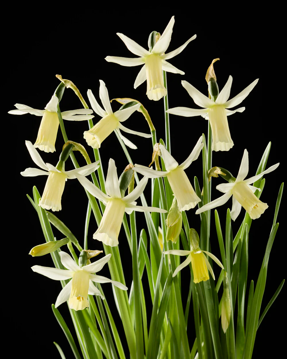 Narcissus 'Snipe' - Image 9