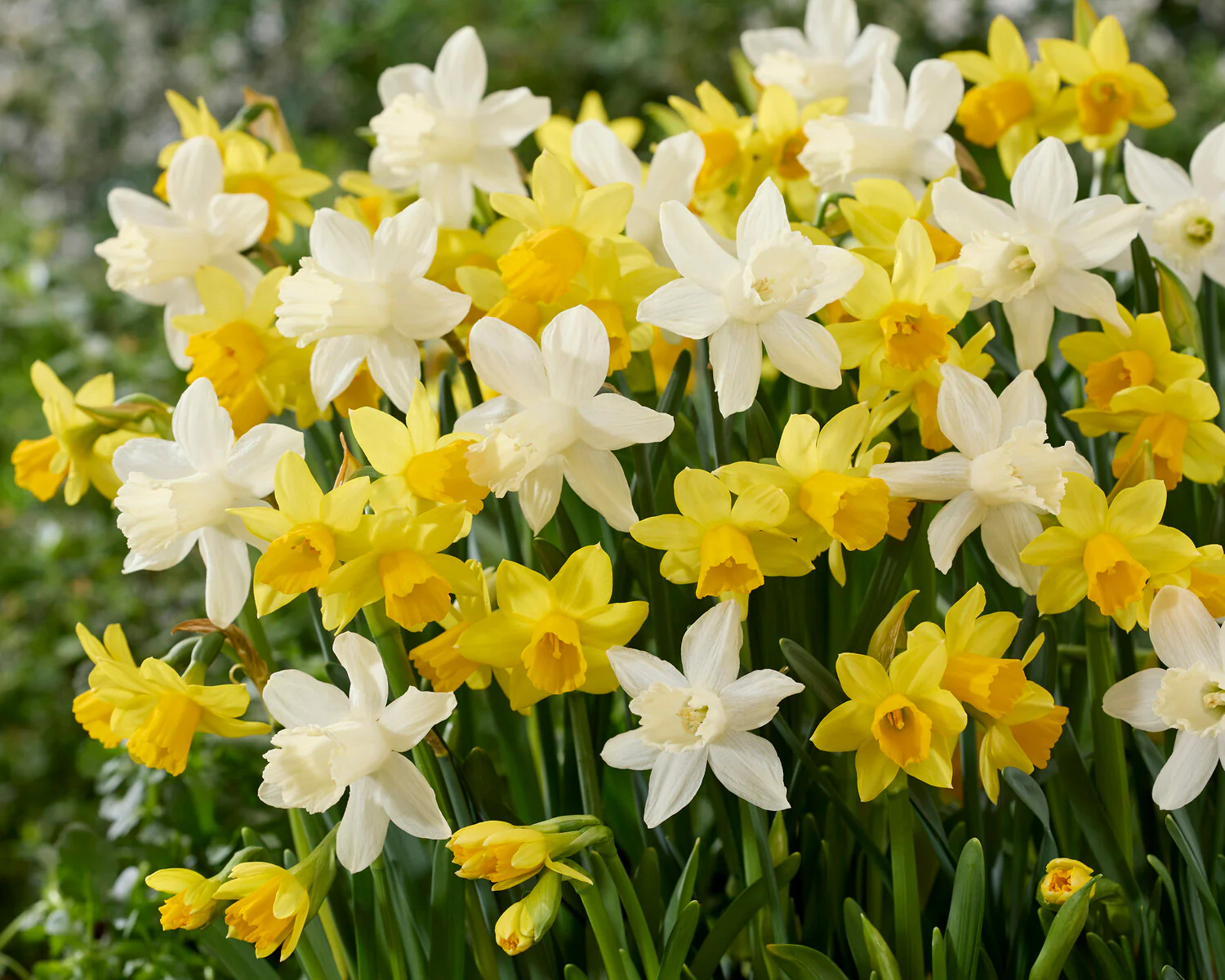 Narcissus 'Snow Baby' - Image 11