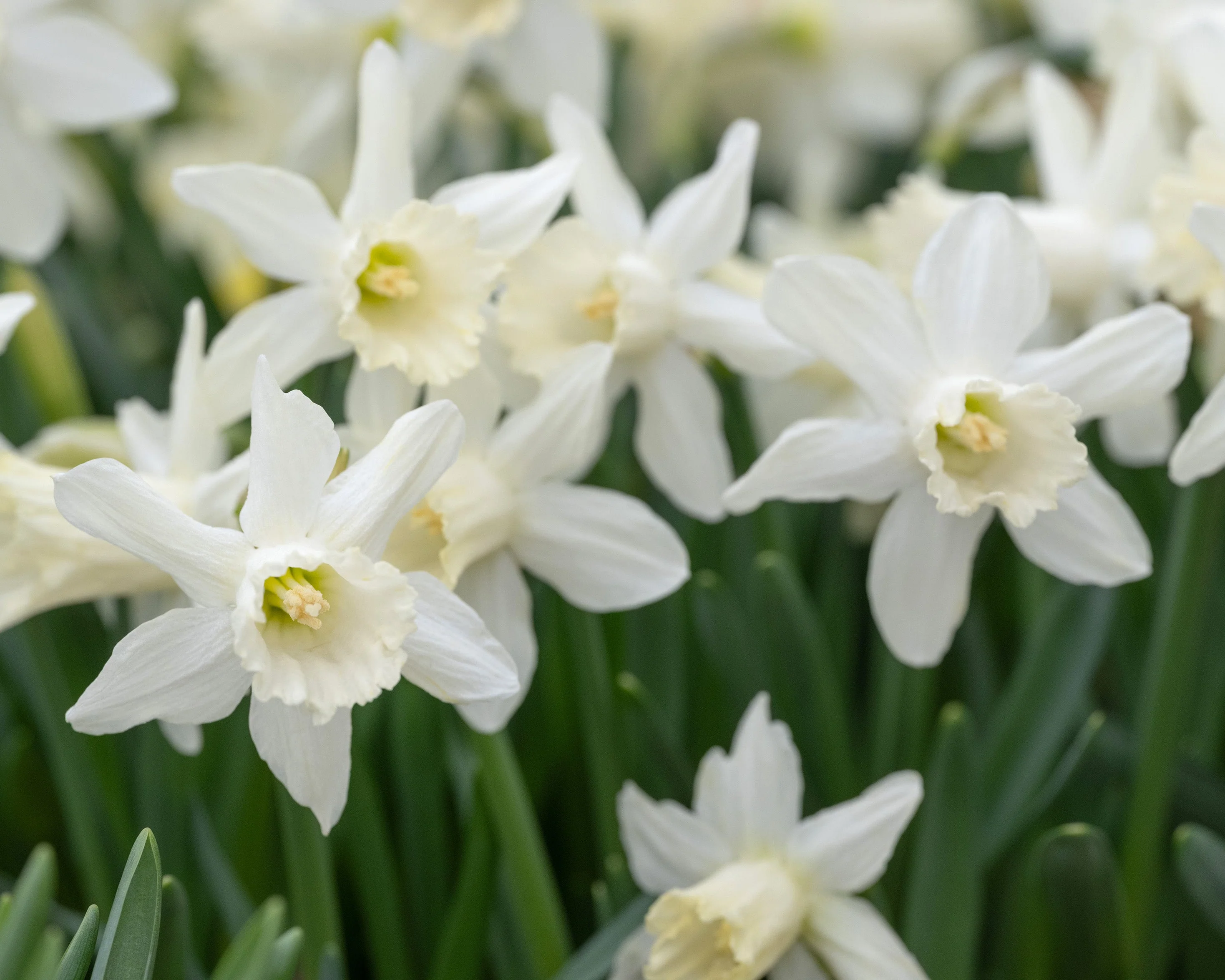 Narcissus 'Snow Baby' - Image 2