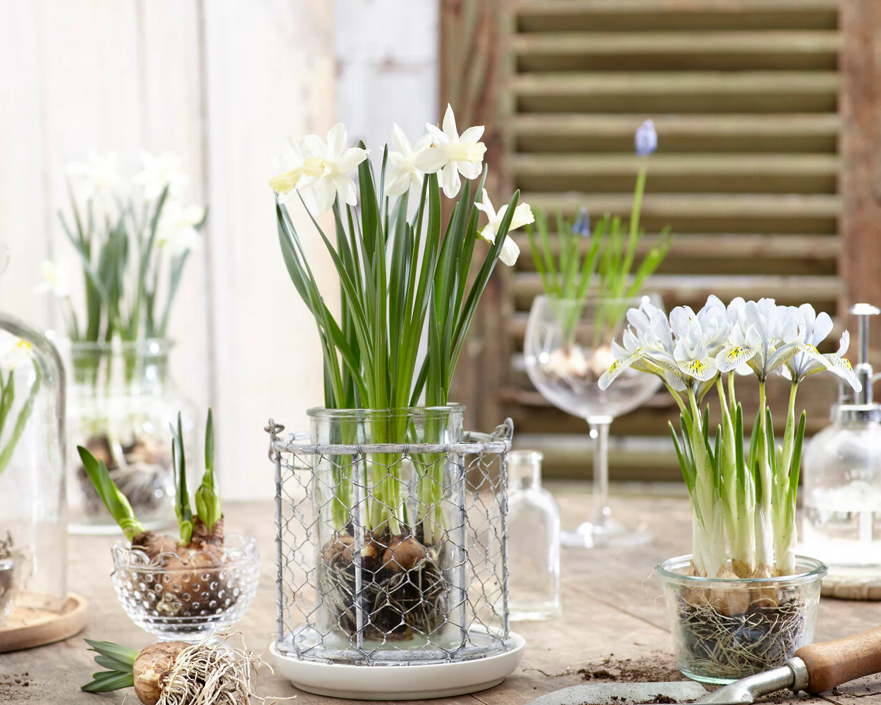 Narcissus 'Snow Baby' - Image 9