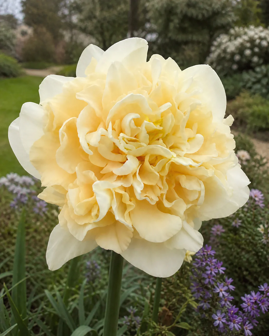 Narcissus 'Sophia' - Image 2