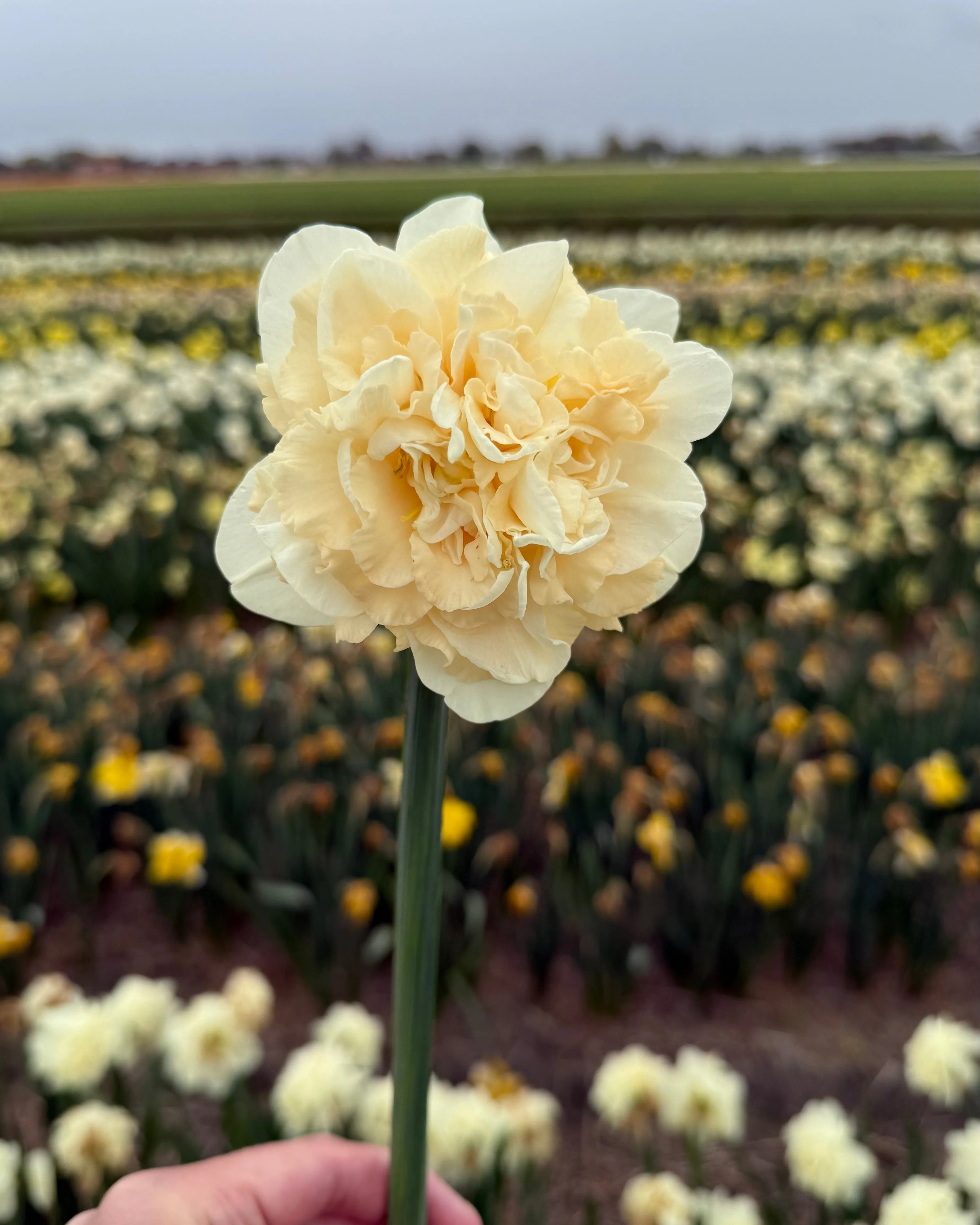 Narcissus 'Sophia' - Image 3