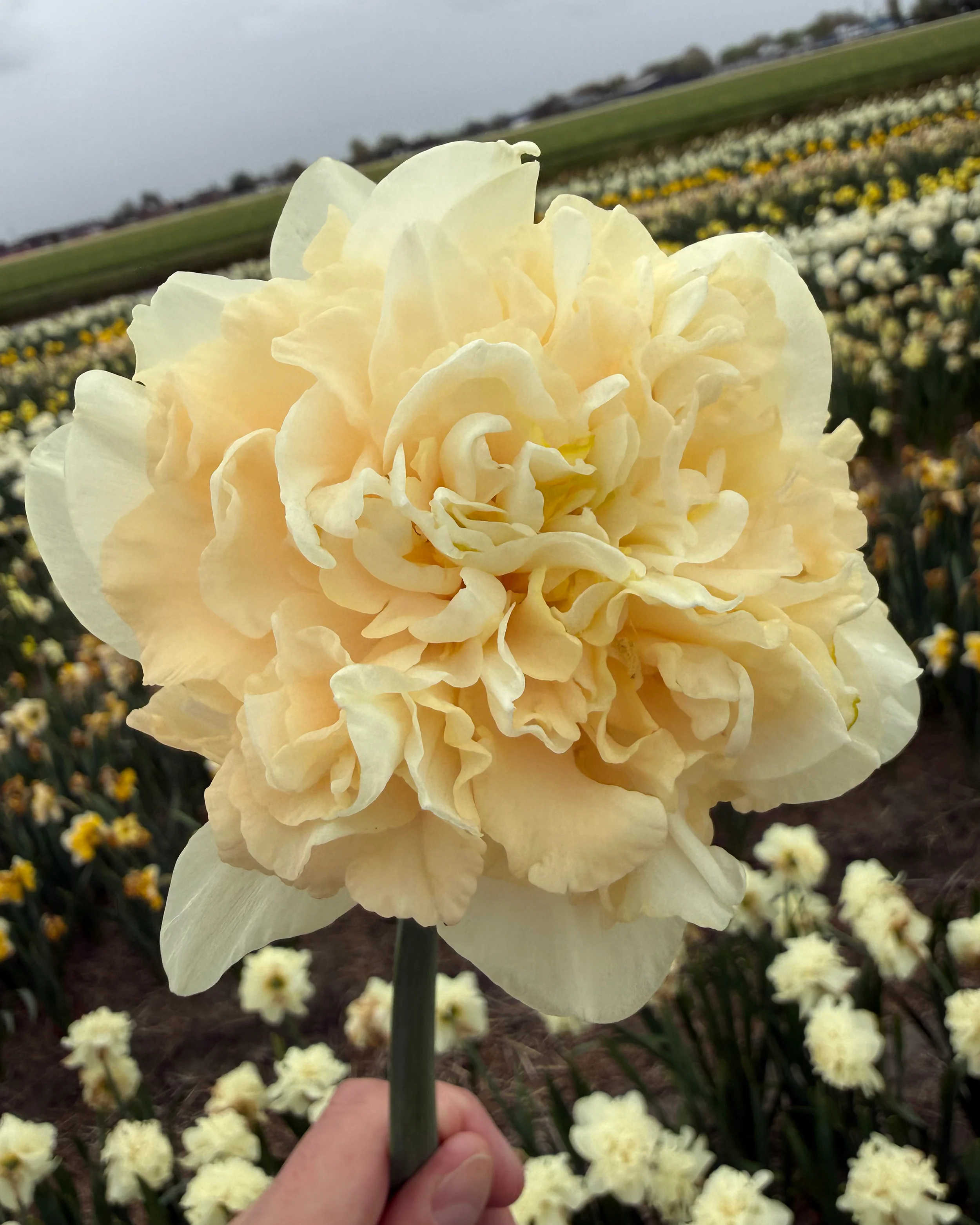 Narcissus 'Sophia' - Image 5