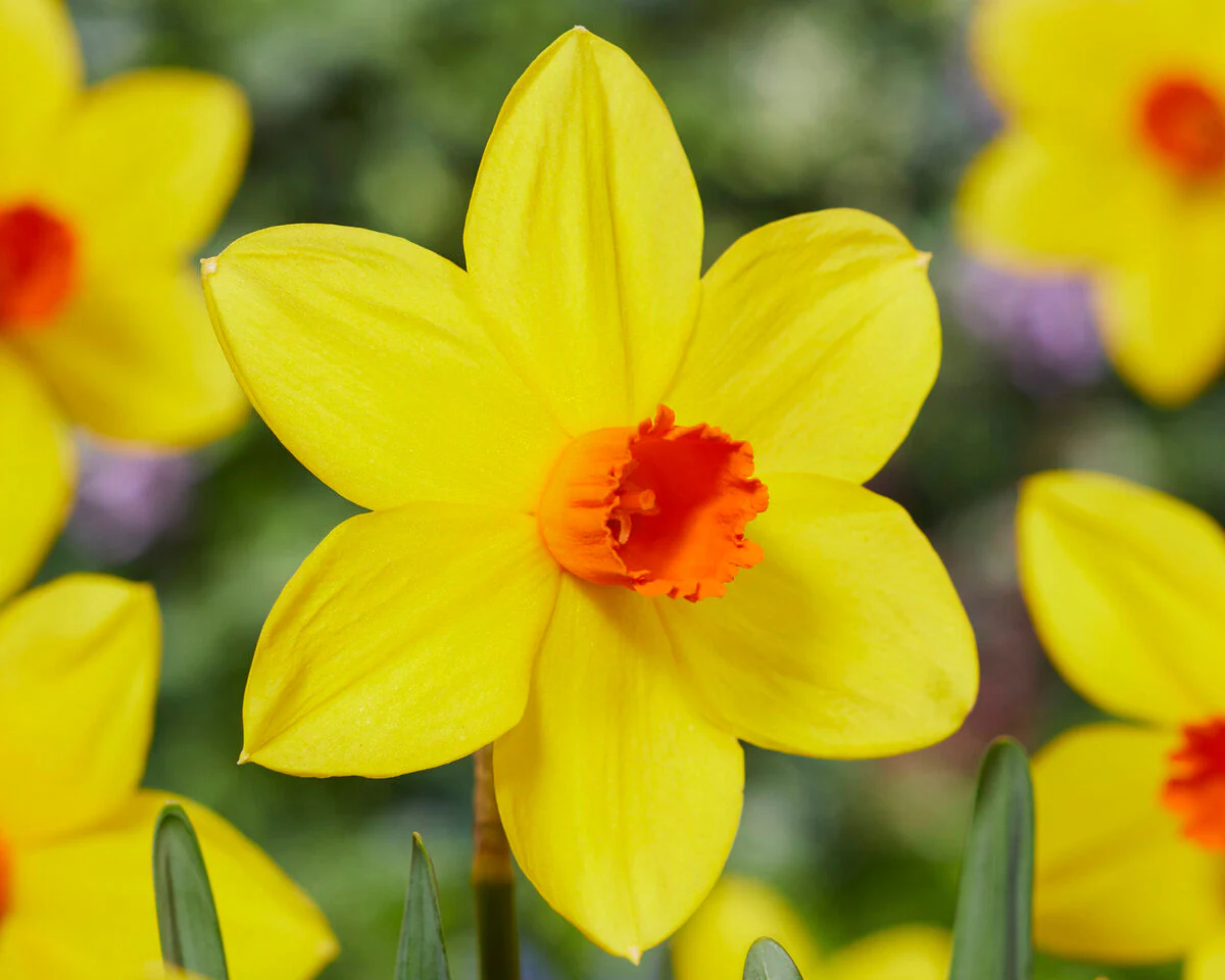 Narcissus 'Spinner' - Image 3