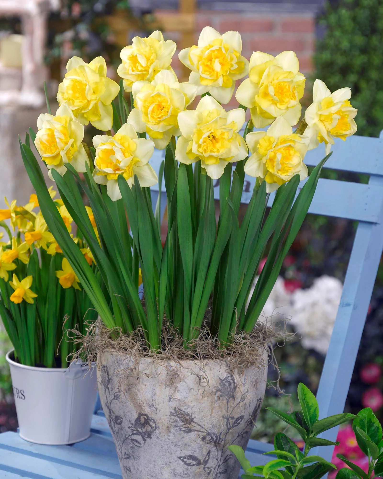 Narcissus 'Spring Paradijs' - Image 2