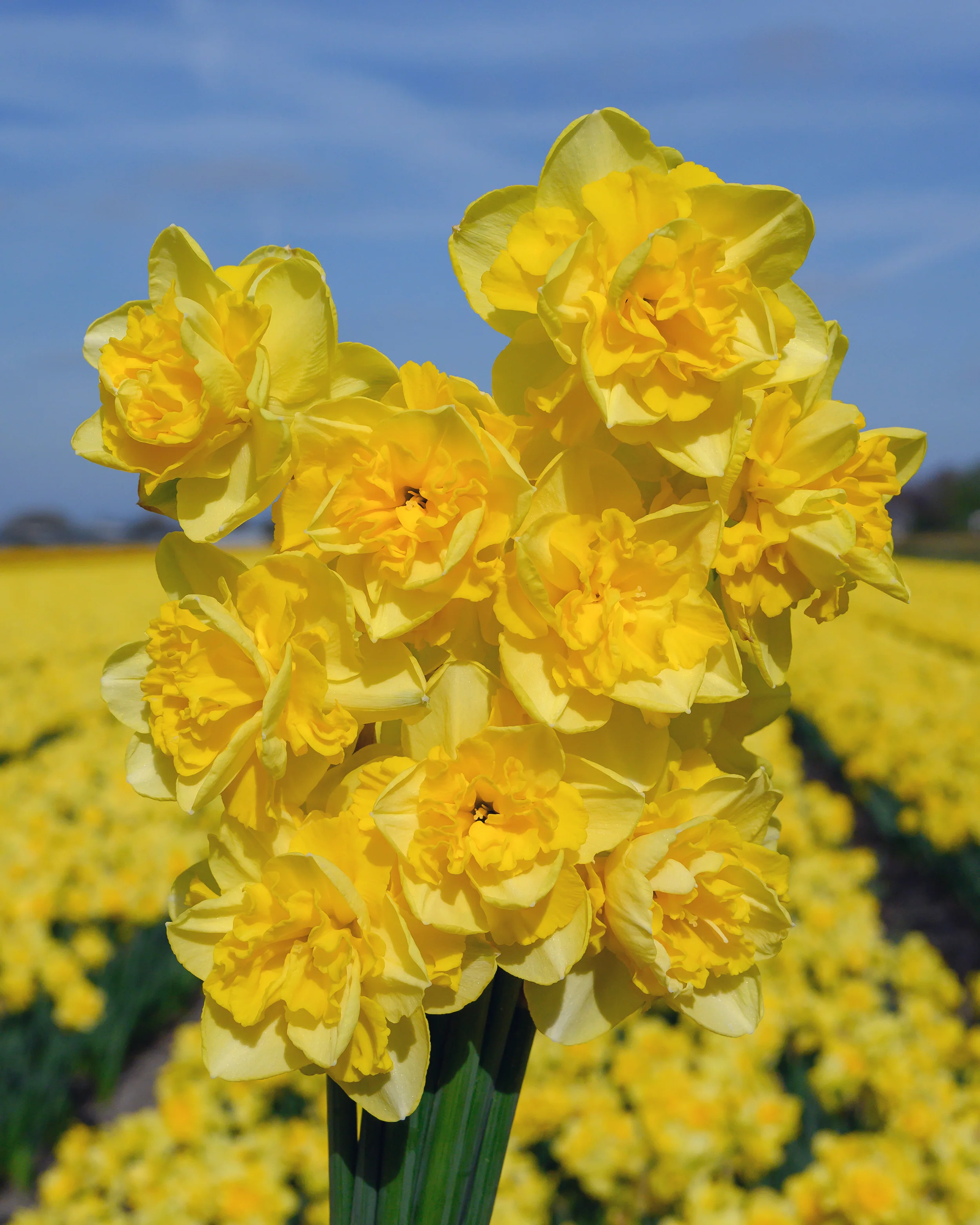 Narcissus 'Spring Paradijs' - Image 3