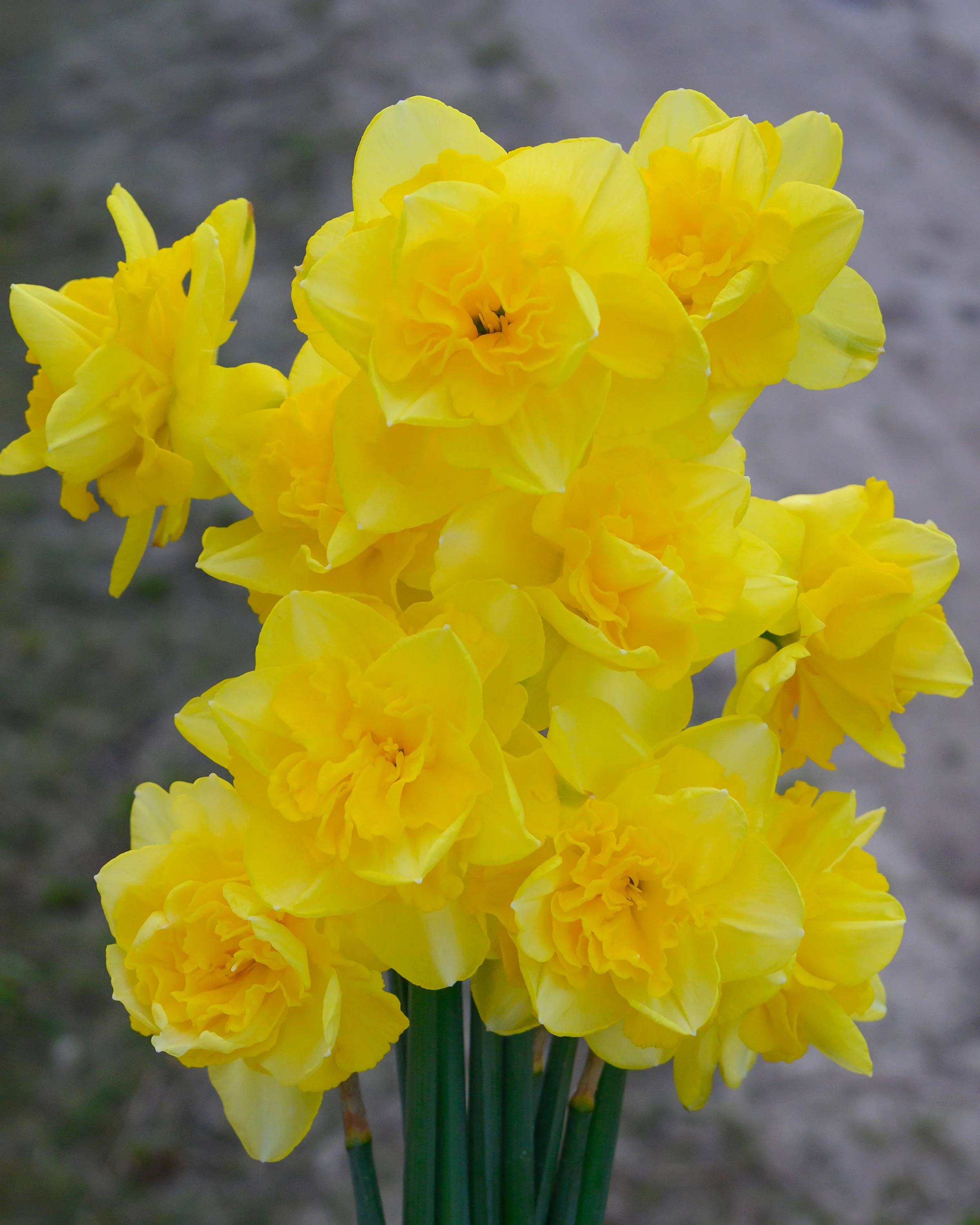 Narcissus 'Spring Paradijs' - Image 6