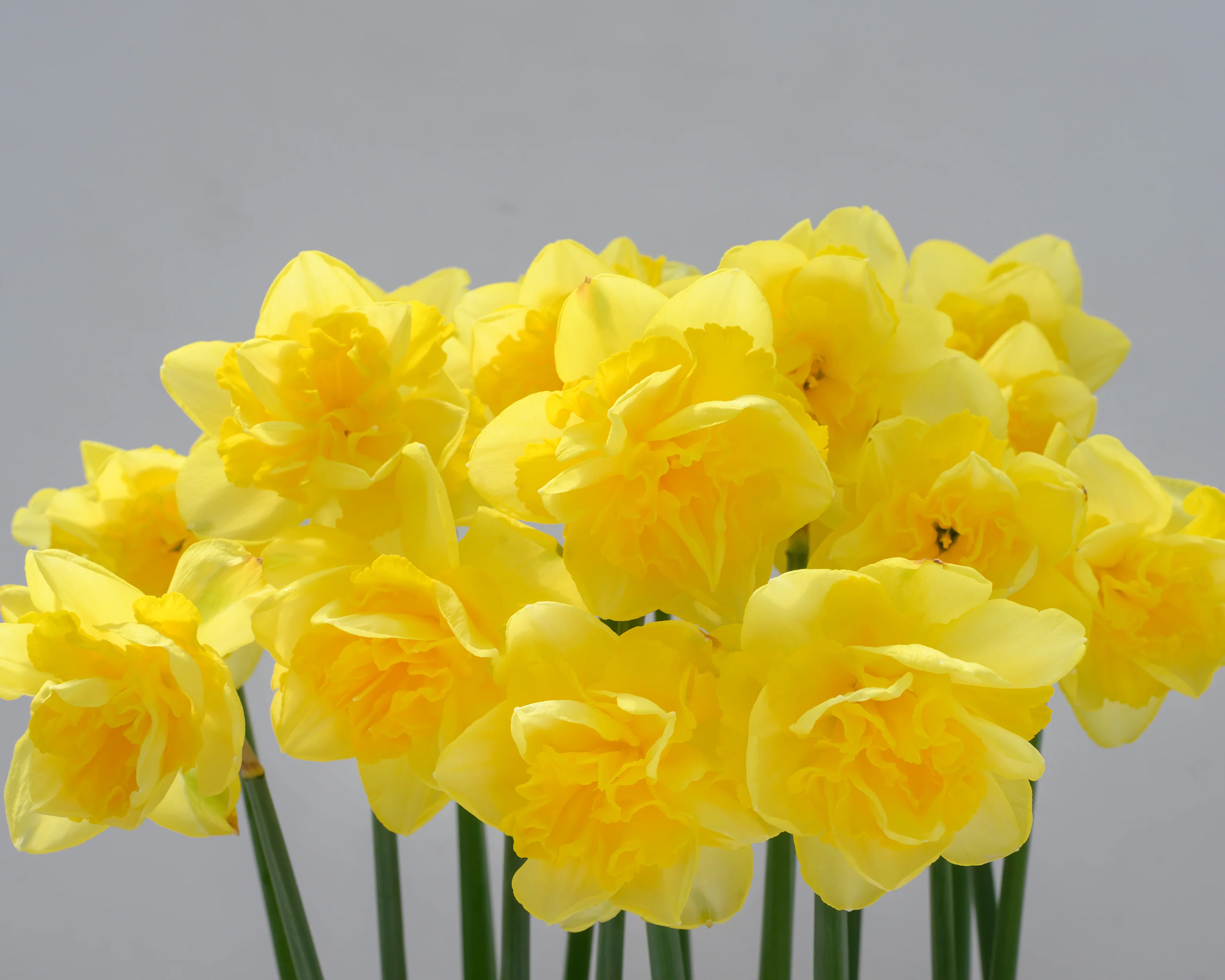Narcissus 'Spring Paradijs' - Image 7