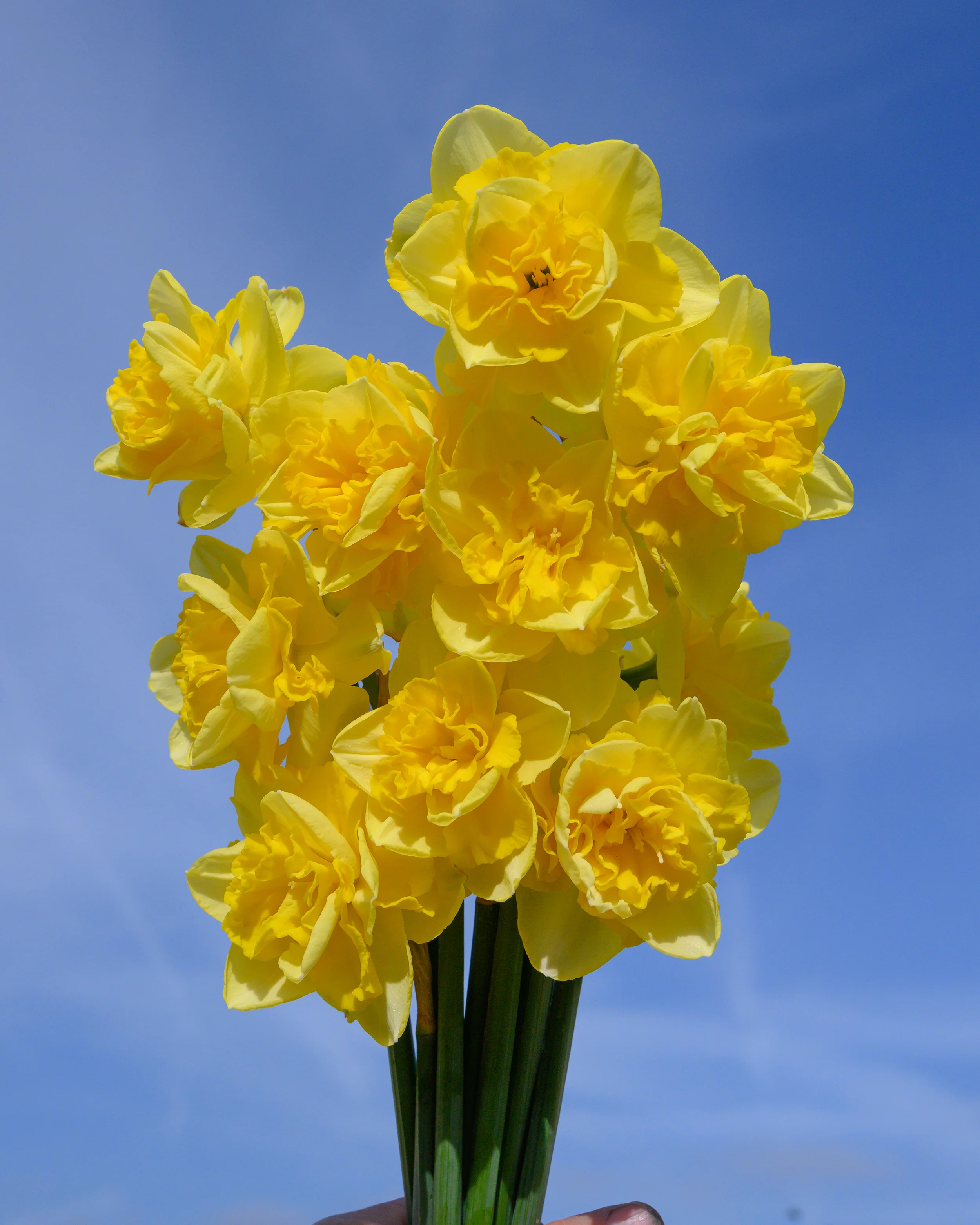 Narcissus 'Spring Paradijs' - Image 9