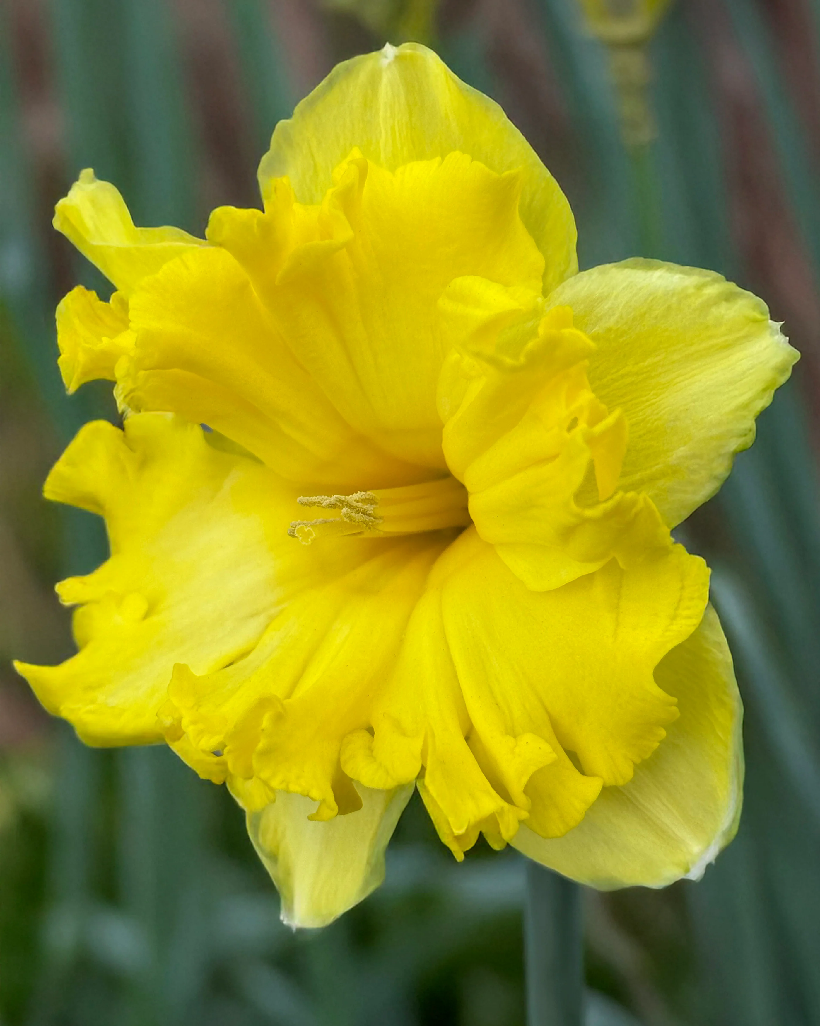 Narcissus 'Sprinter' - Image 3
