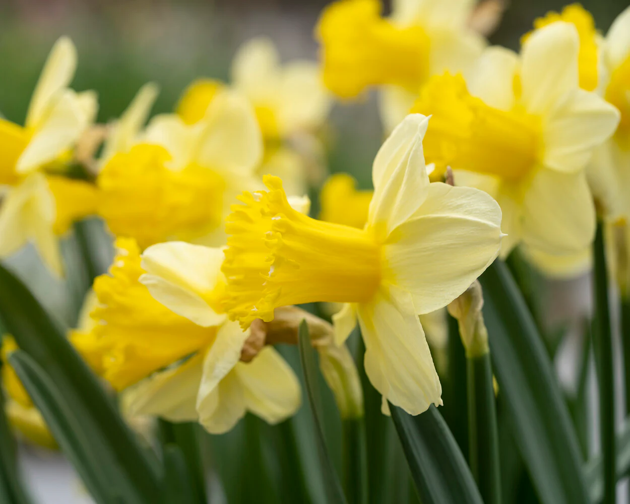 Narcissus 'Sugar Dipped' - Image 2