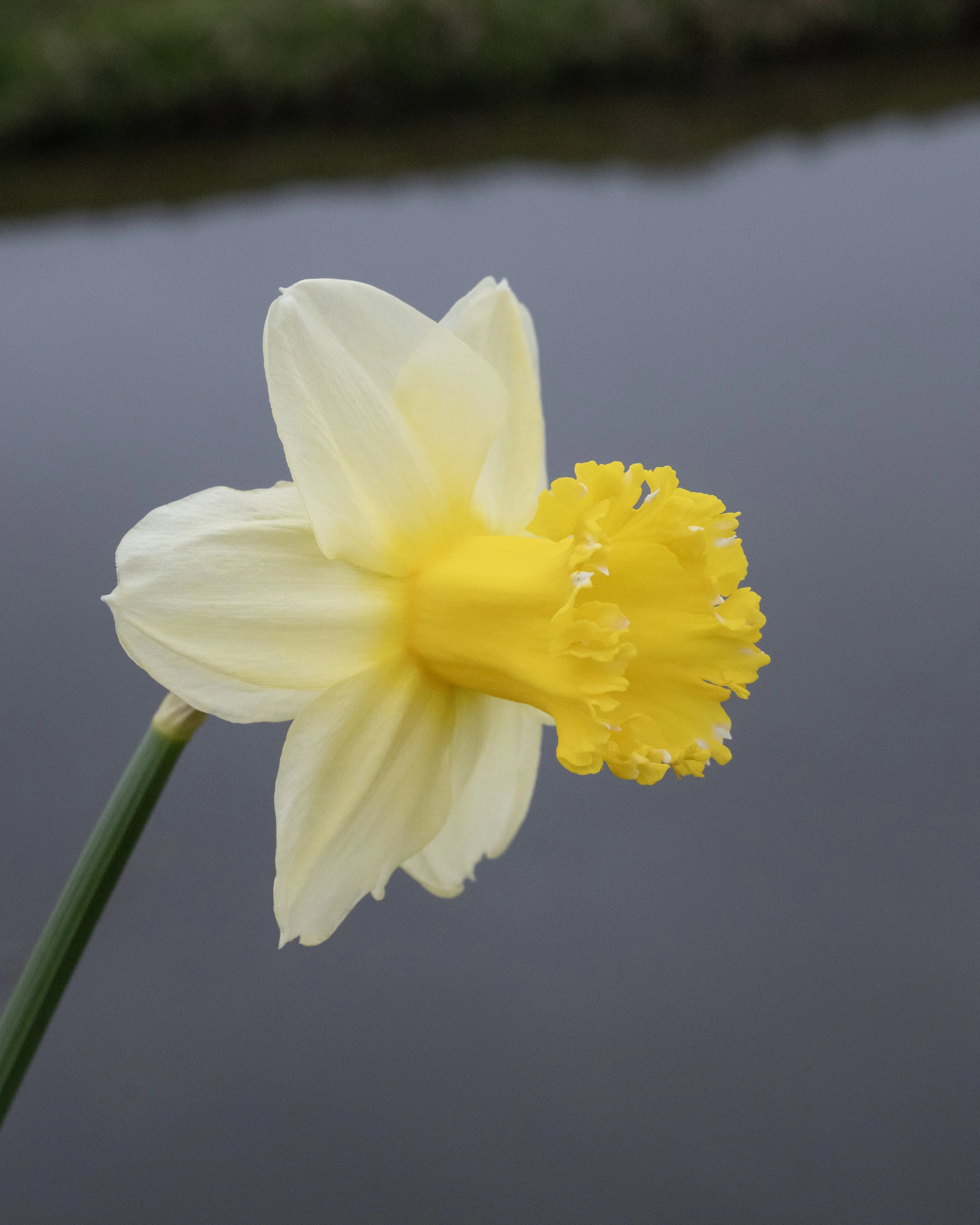 Narcissus 'Sugar Dipped' - Image 4