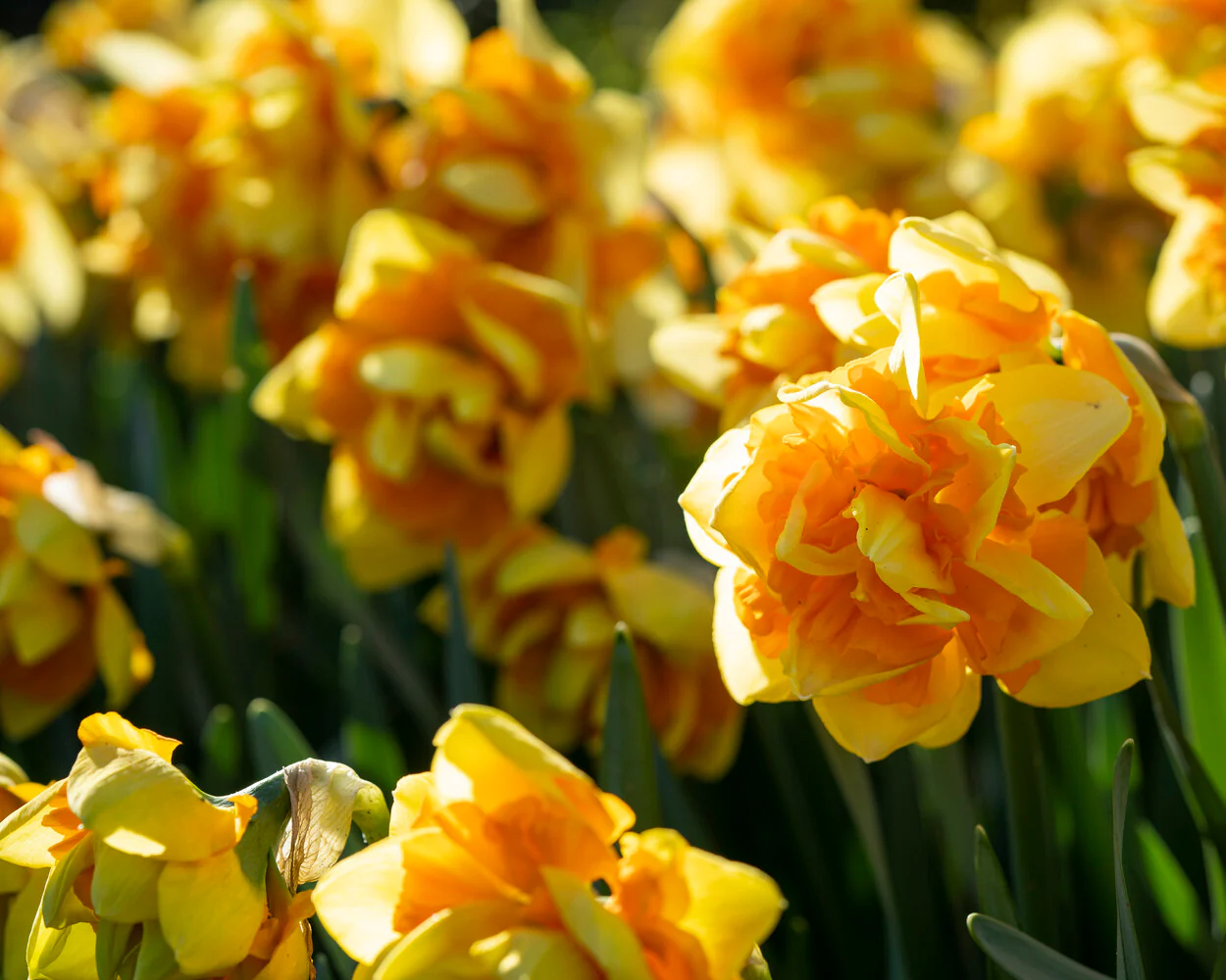 Narcissus 'Sun Catchers' - Image 4