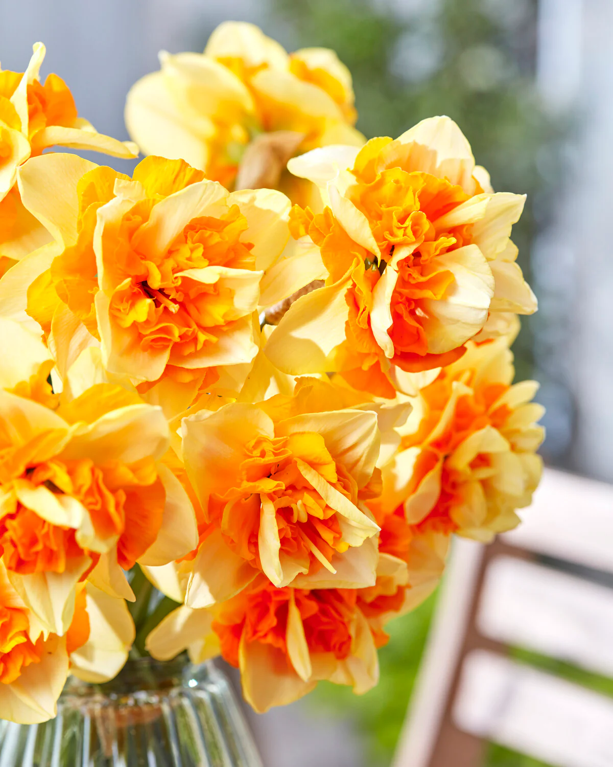 Narcissus 'Sun Catchers' - Image 6