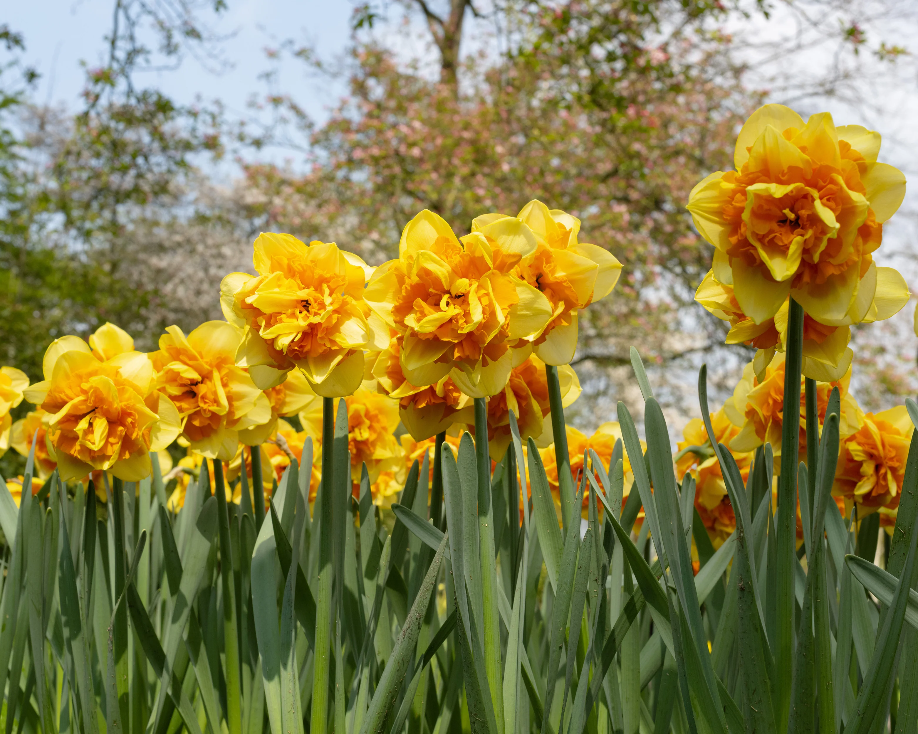 Narcissus 'Sun Catchers' - Image 7